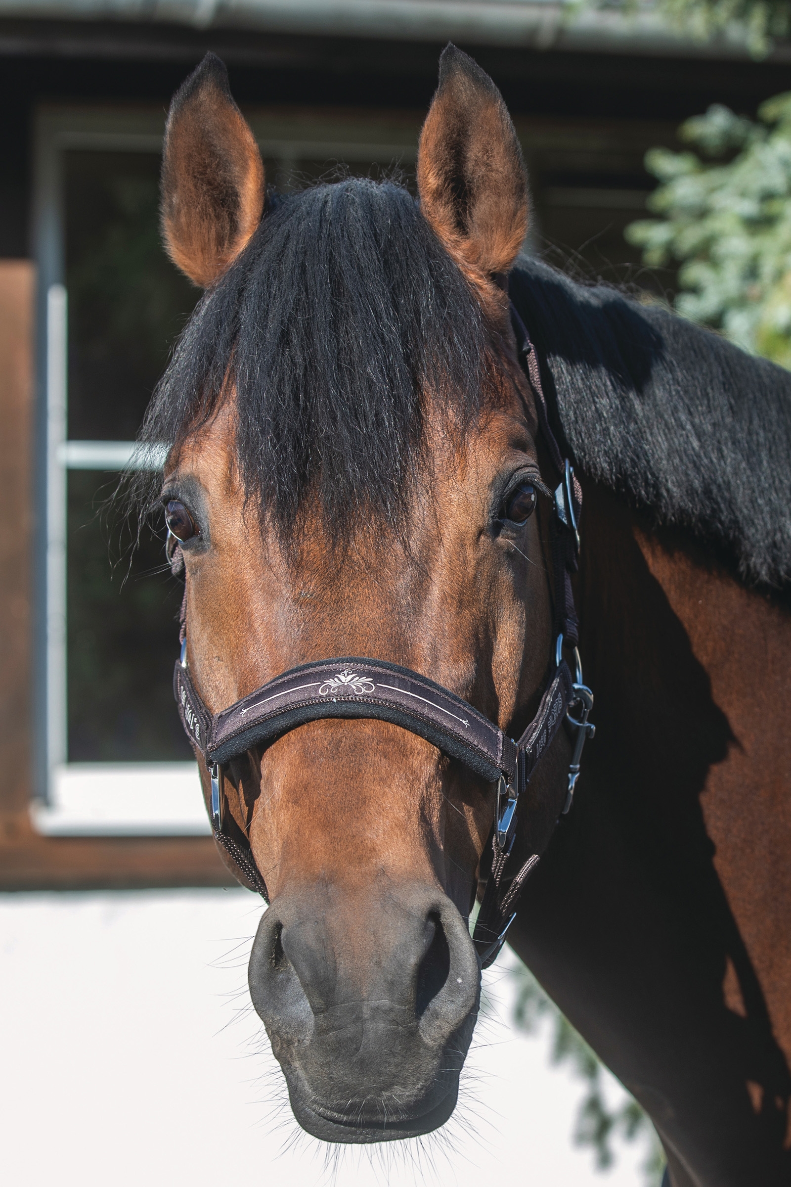 Brown USG Rosi Halter