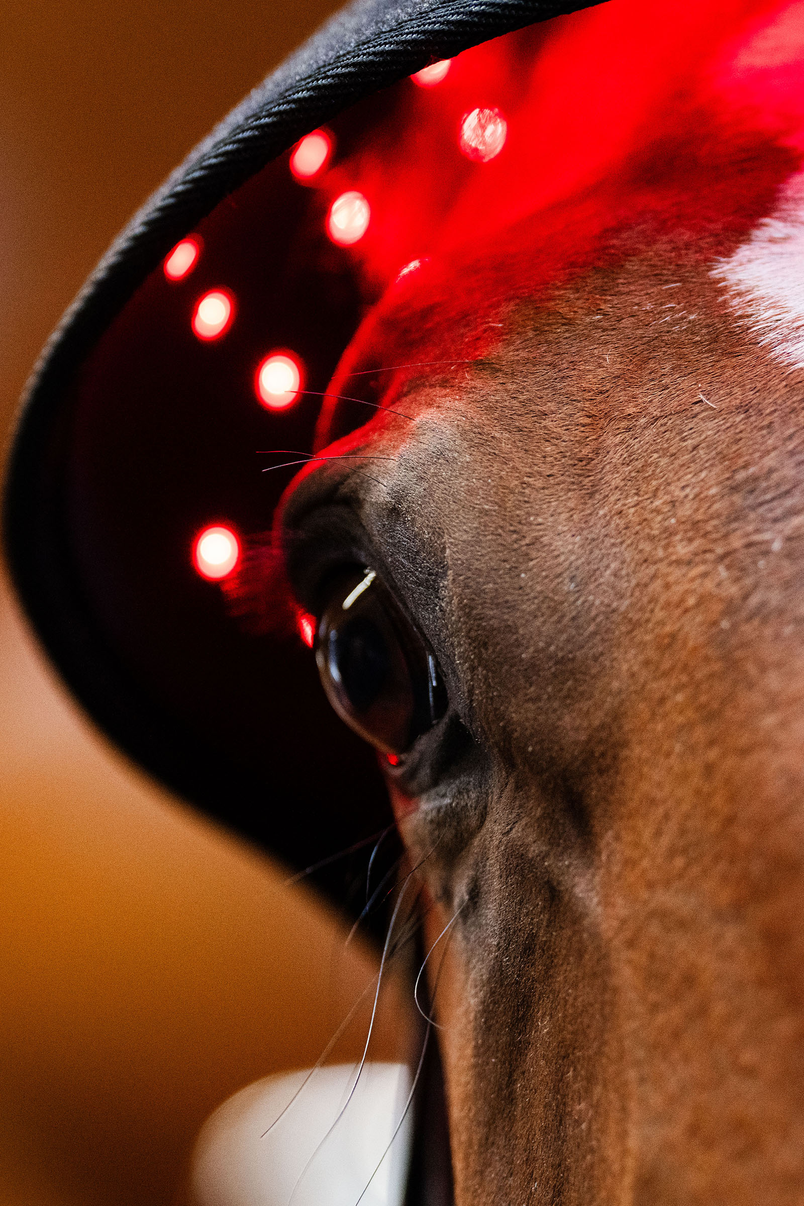 Horseware LED Red Light Therapy Poll Cap