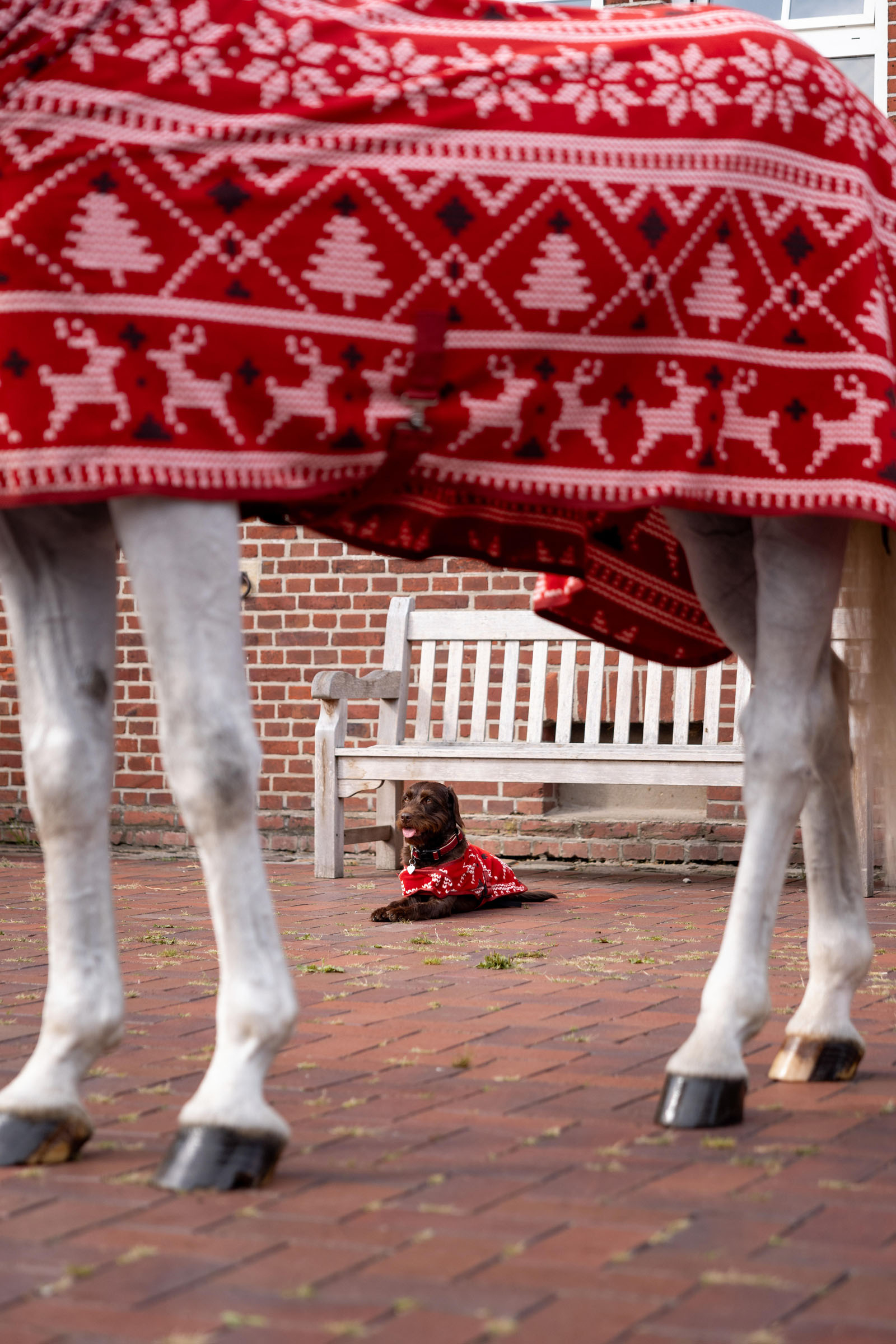 Horze Christmas Horse Sweater