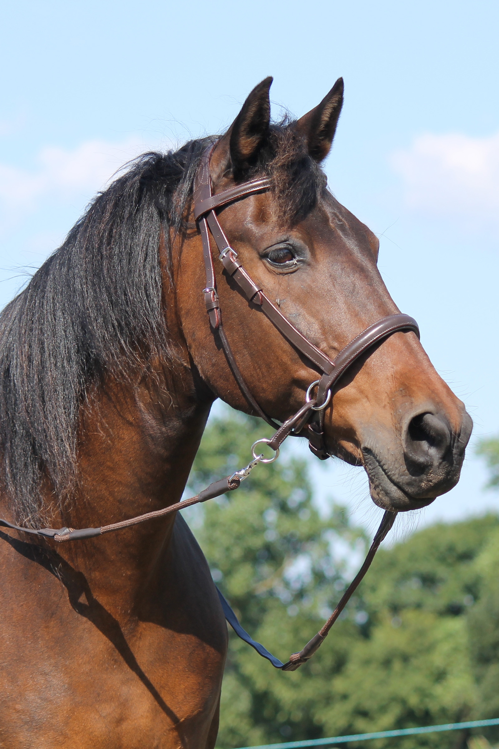 F.R.A. Freedom Riding Articles El Camin Bitless Bridle (System 5) w/ soft Reins