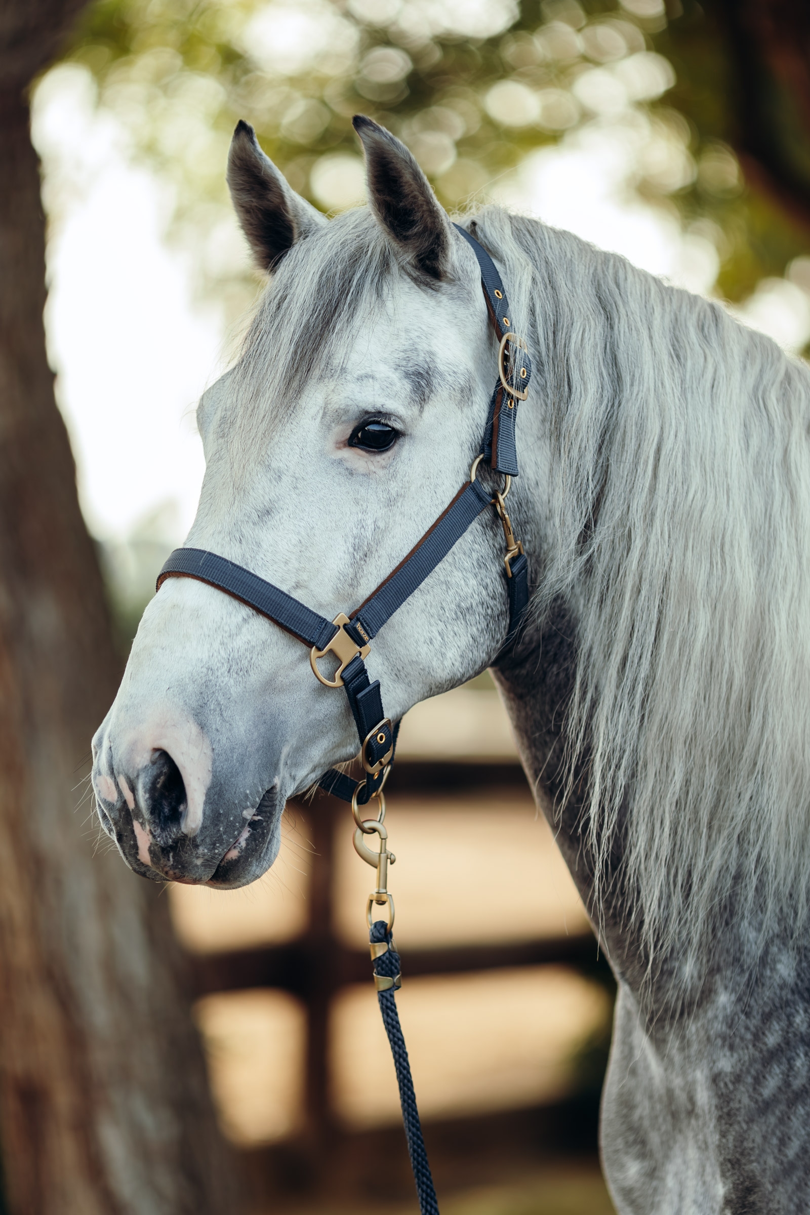 Horze Houston Halter