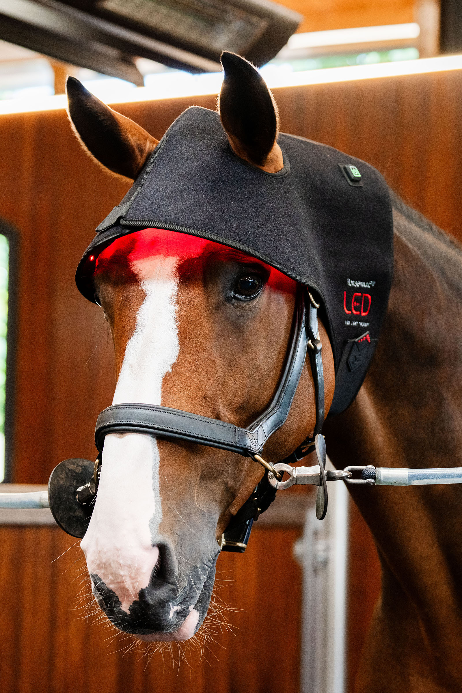 Horseware LED Red Light Therapy Poll Cap