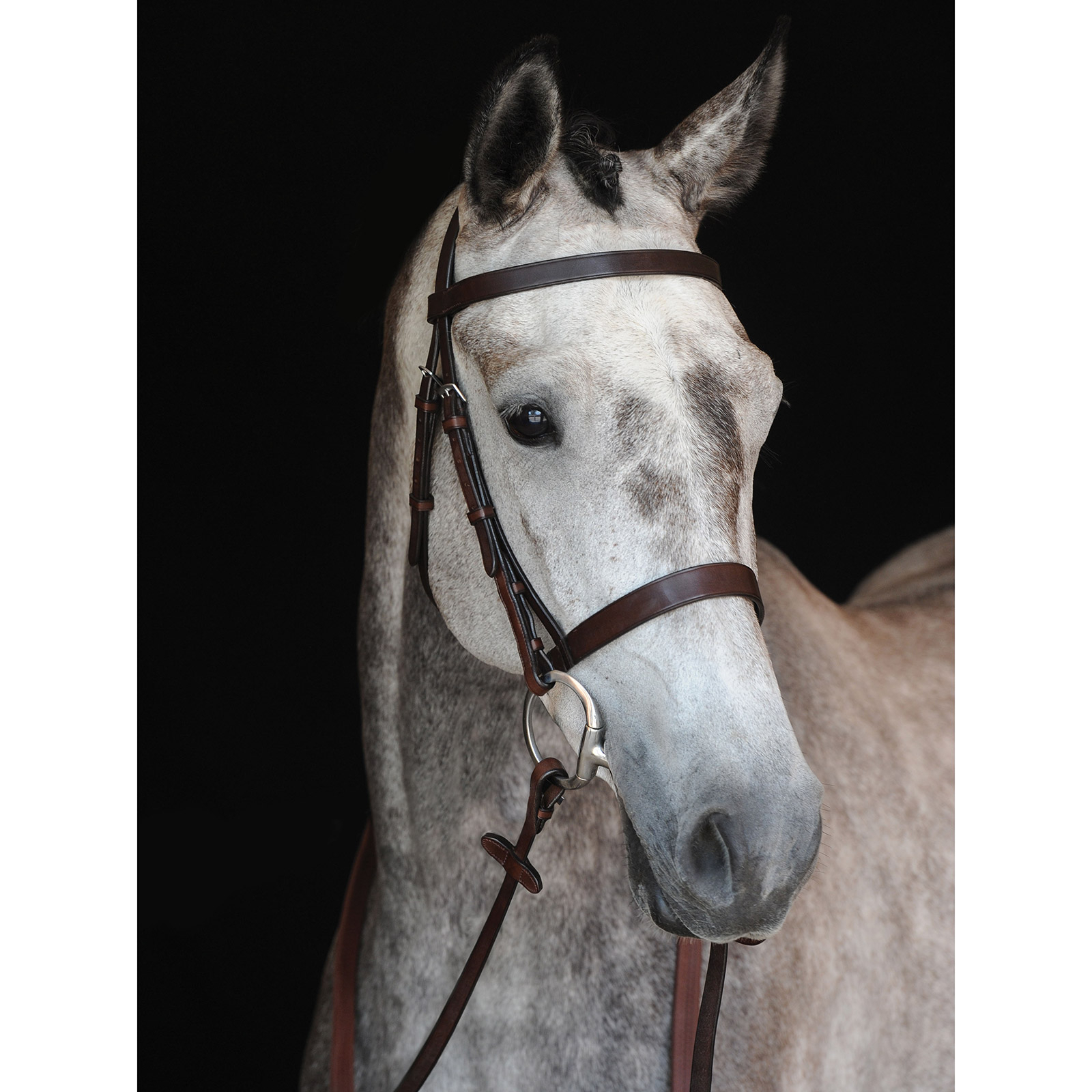 Collegiate Hunt Cavesson Bridle IV