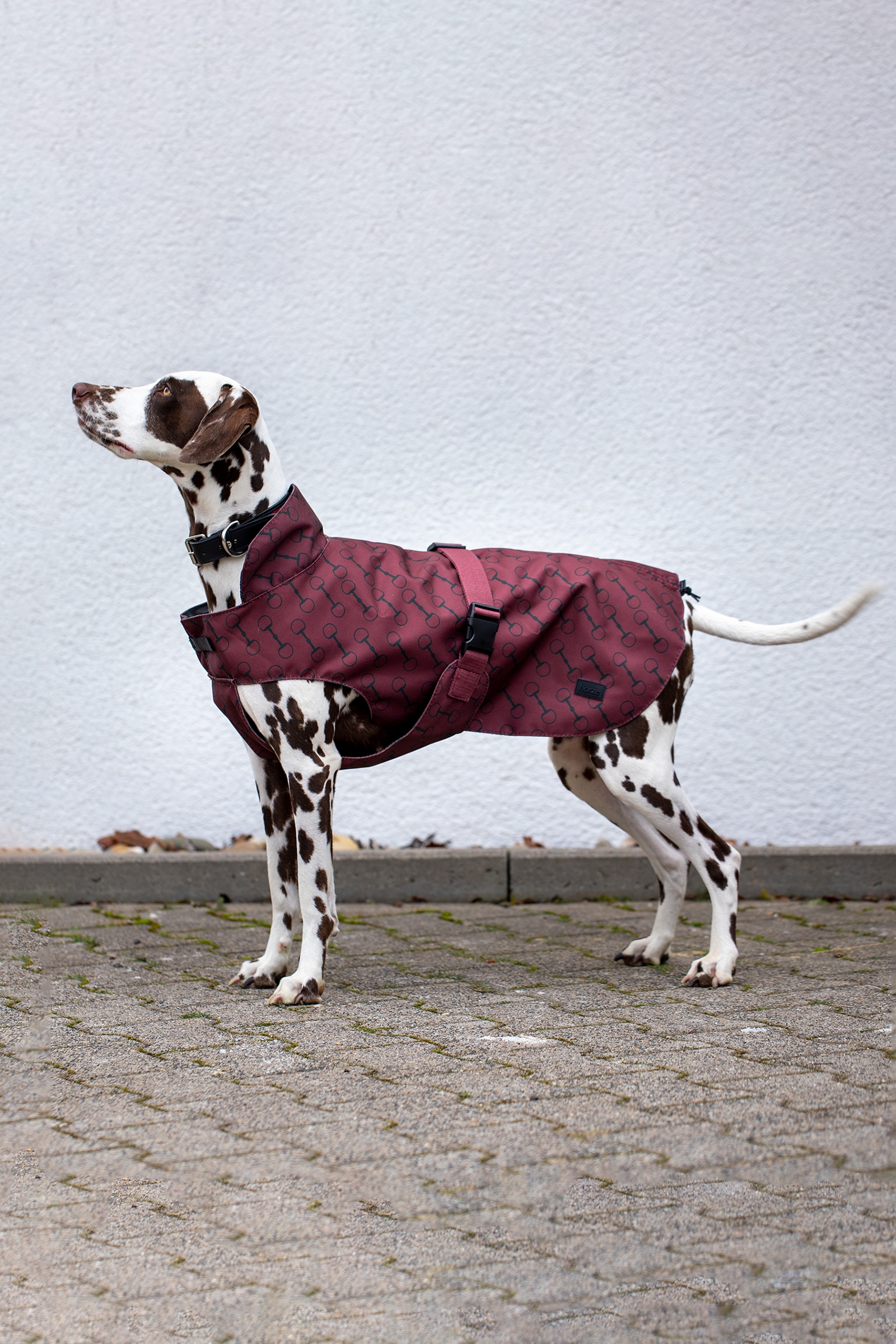 Burgundy Red Mahogany Horze Noir Dog Coat with Print