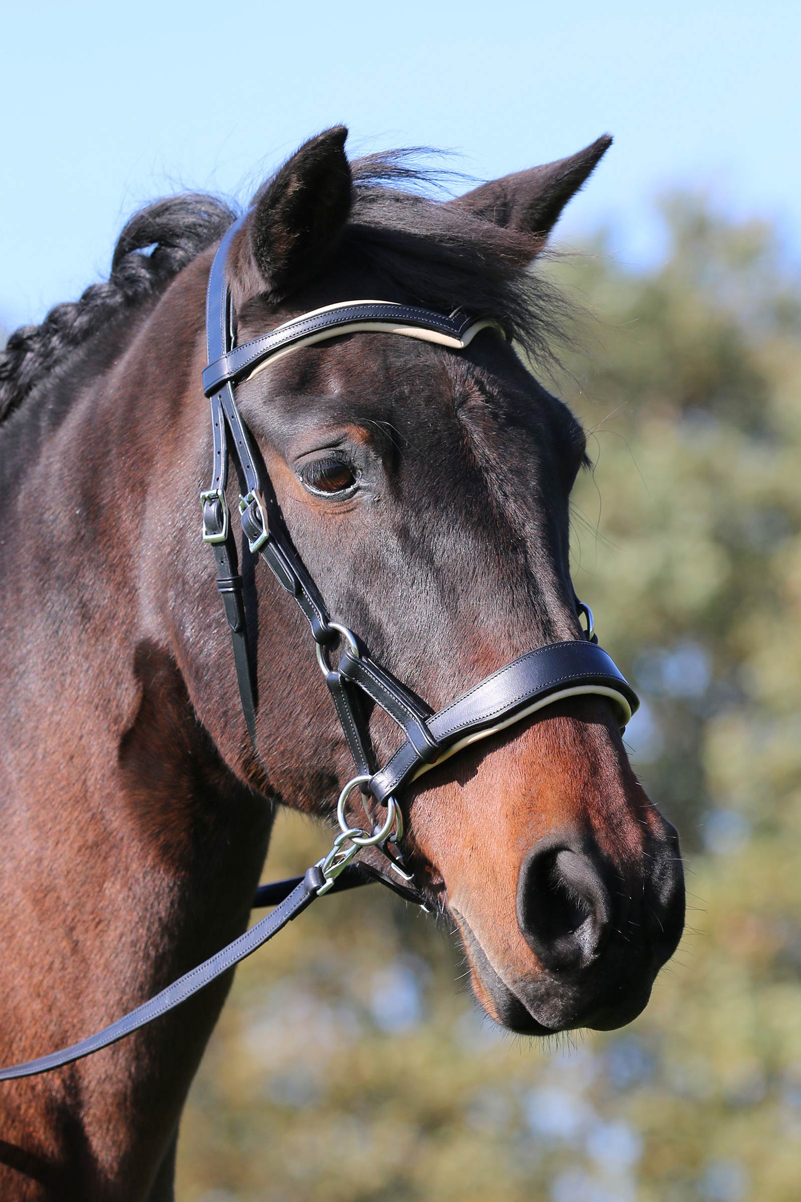 F.R.A. Freedom Riding Articles Aruba Bitless Bridle With Reins (System 3)
