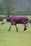 Weatherbeeta Comfitec Plus Dynamic II Turnout Rug With Fixed Neck, 100g