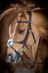 LeMieux Kudos Grackle Bridle