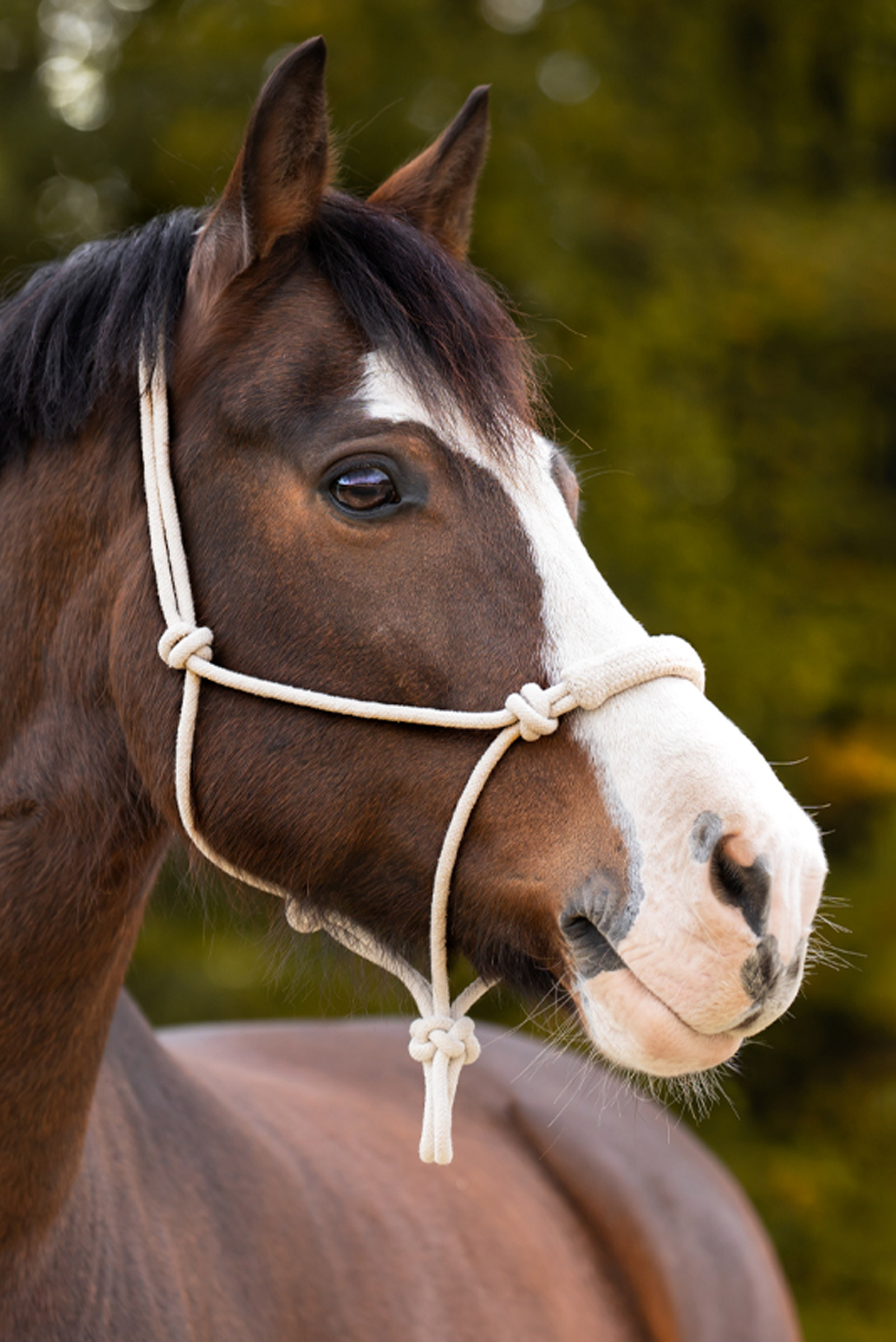 Kavalkade Knude Rope Halter