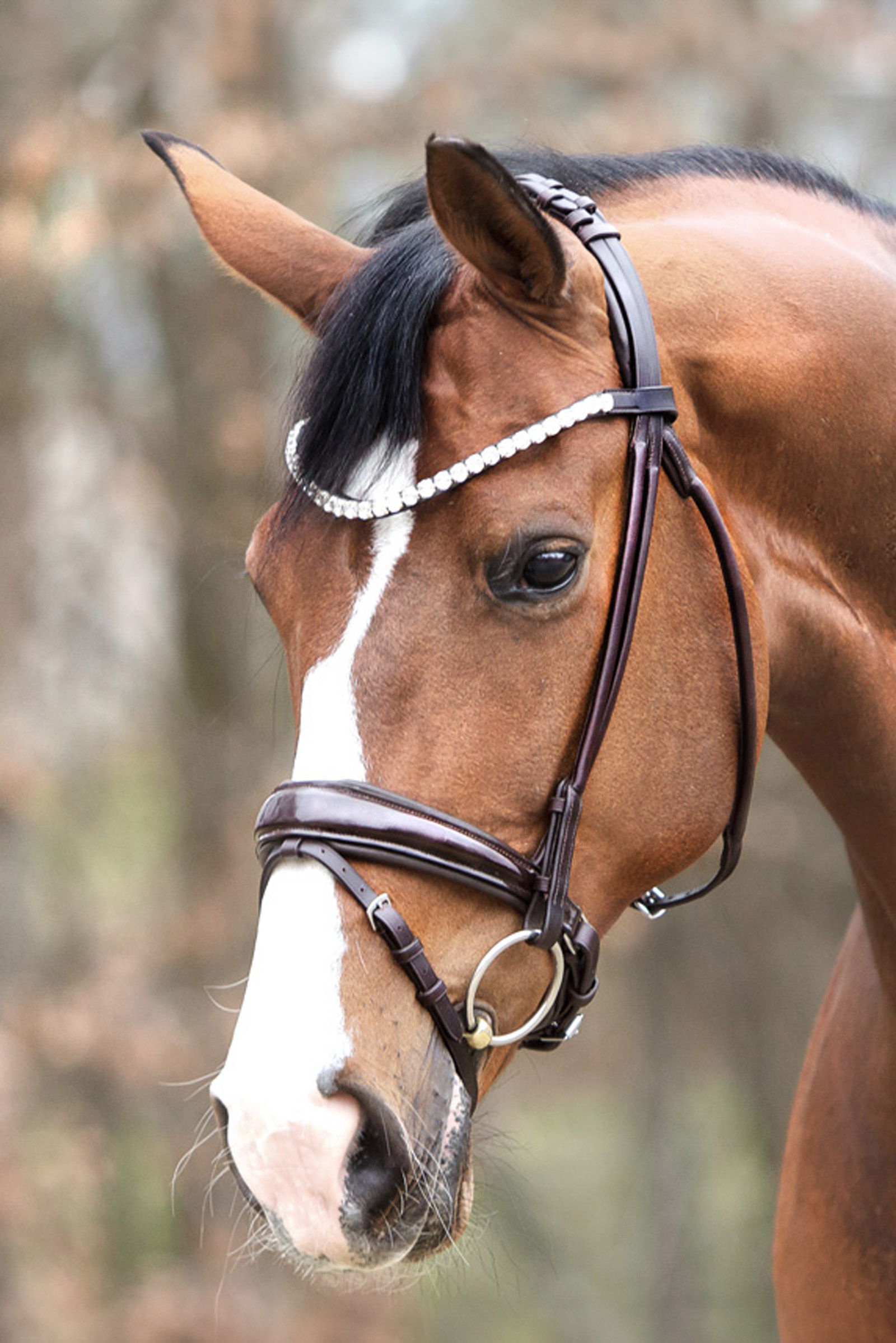Kavalkade Florina Patent Leather Bridle With Crank Noseband