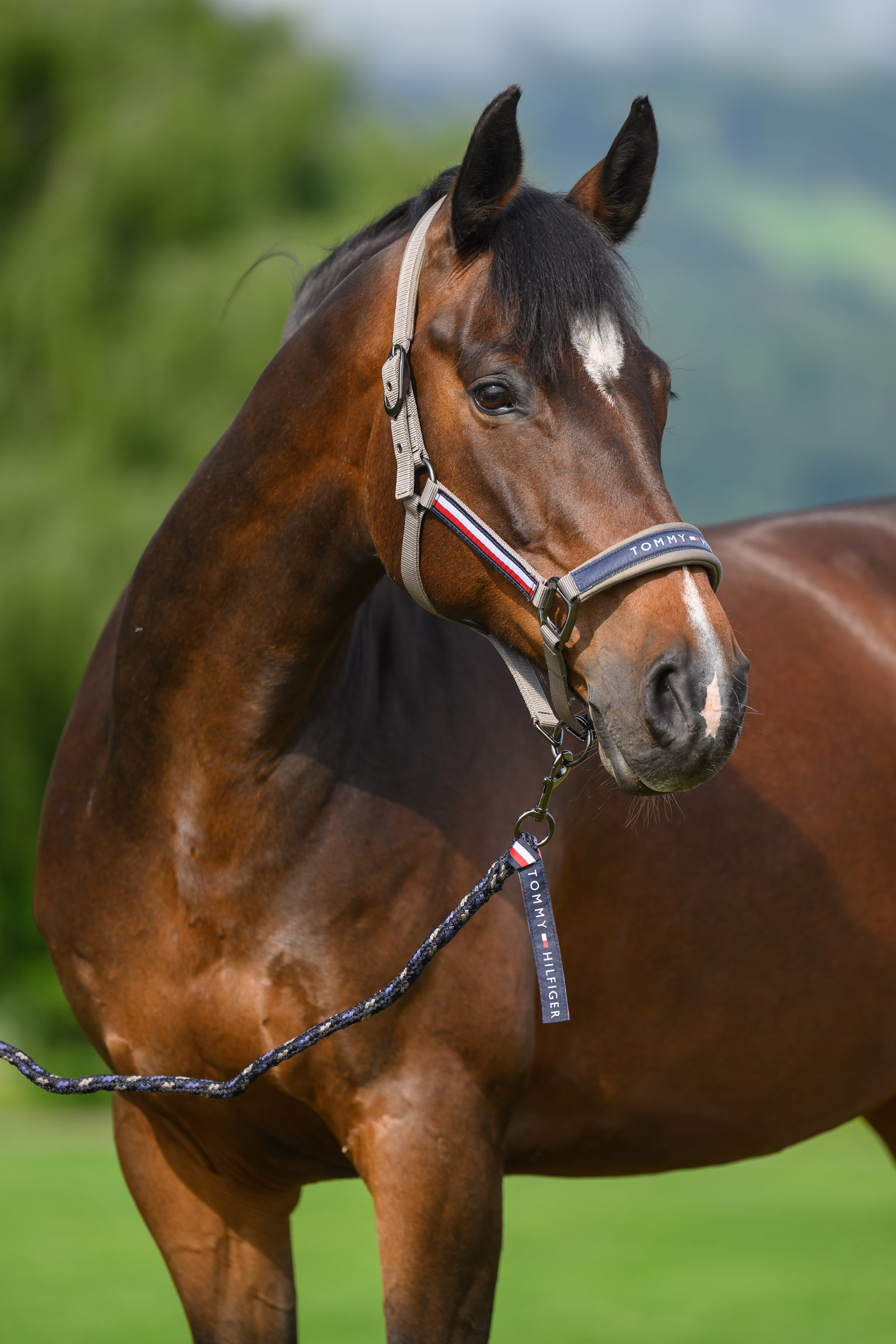 Ash Tommy Hilfiger Equestrian Yale Set Halter and Rope