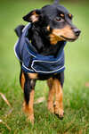 Horseware Signature Dog Rain Coat