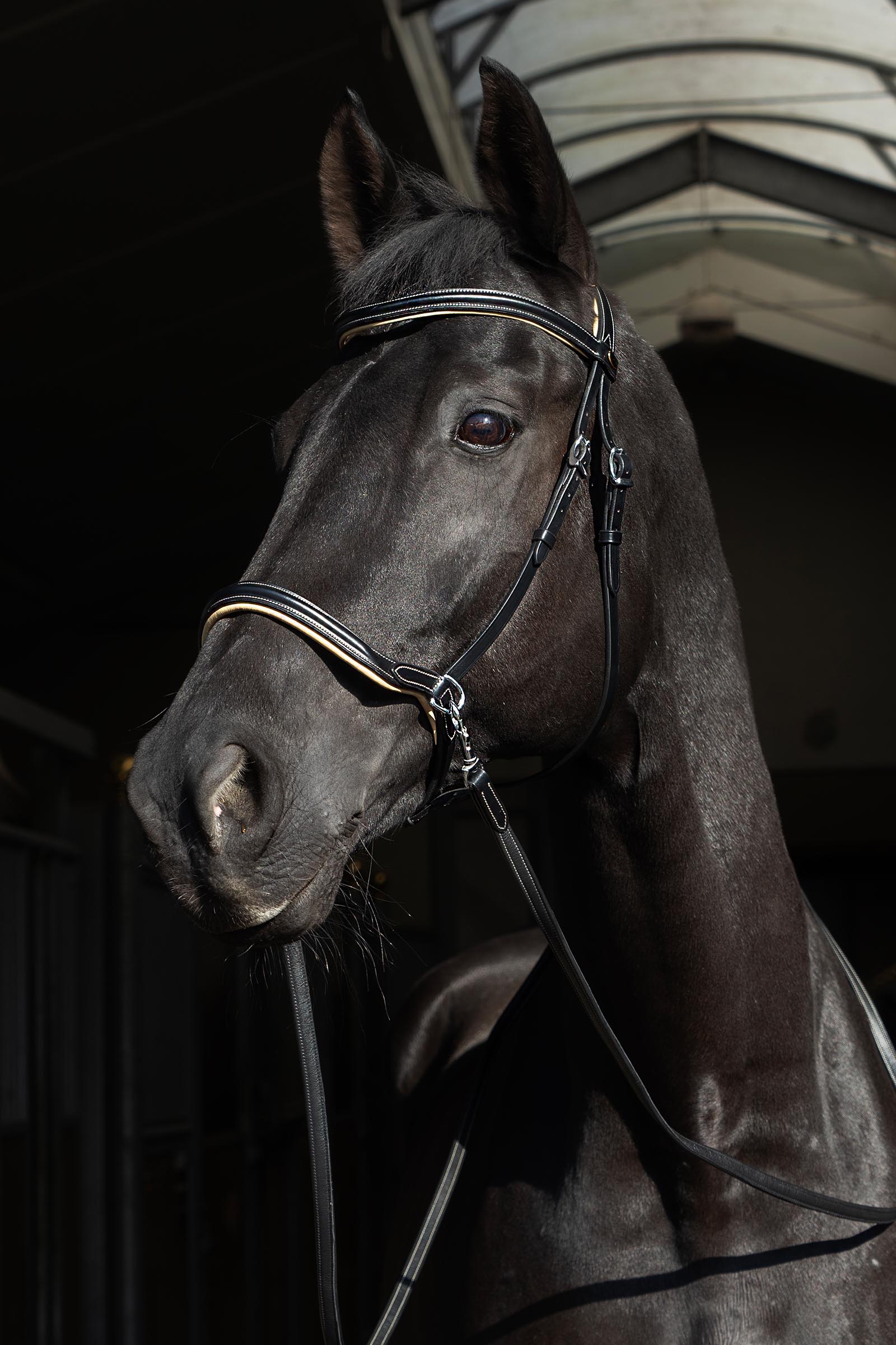 F.R.A. Freedom Riding Articles Sidepull Kiona with Reins