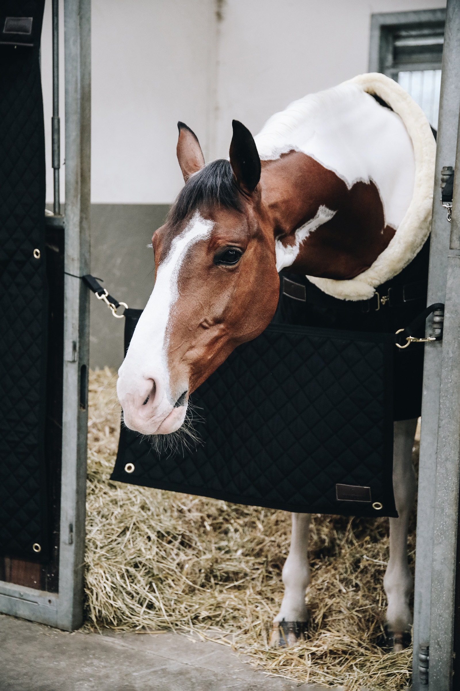 Kentucky Horsewear Stable Guard