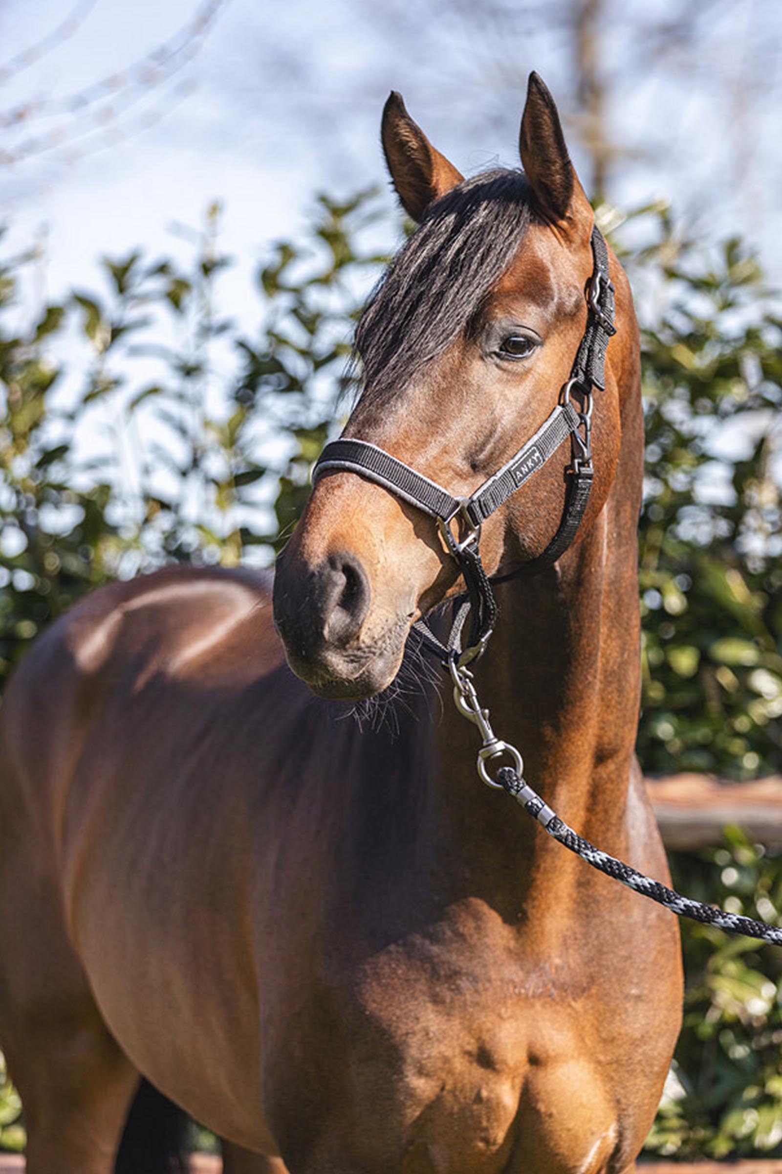 ANKY Grooming Halter