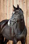 Horze Highbury Anatomic Bridle with Crystal Brow Band