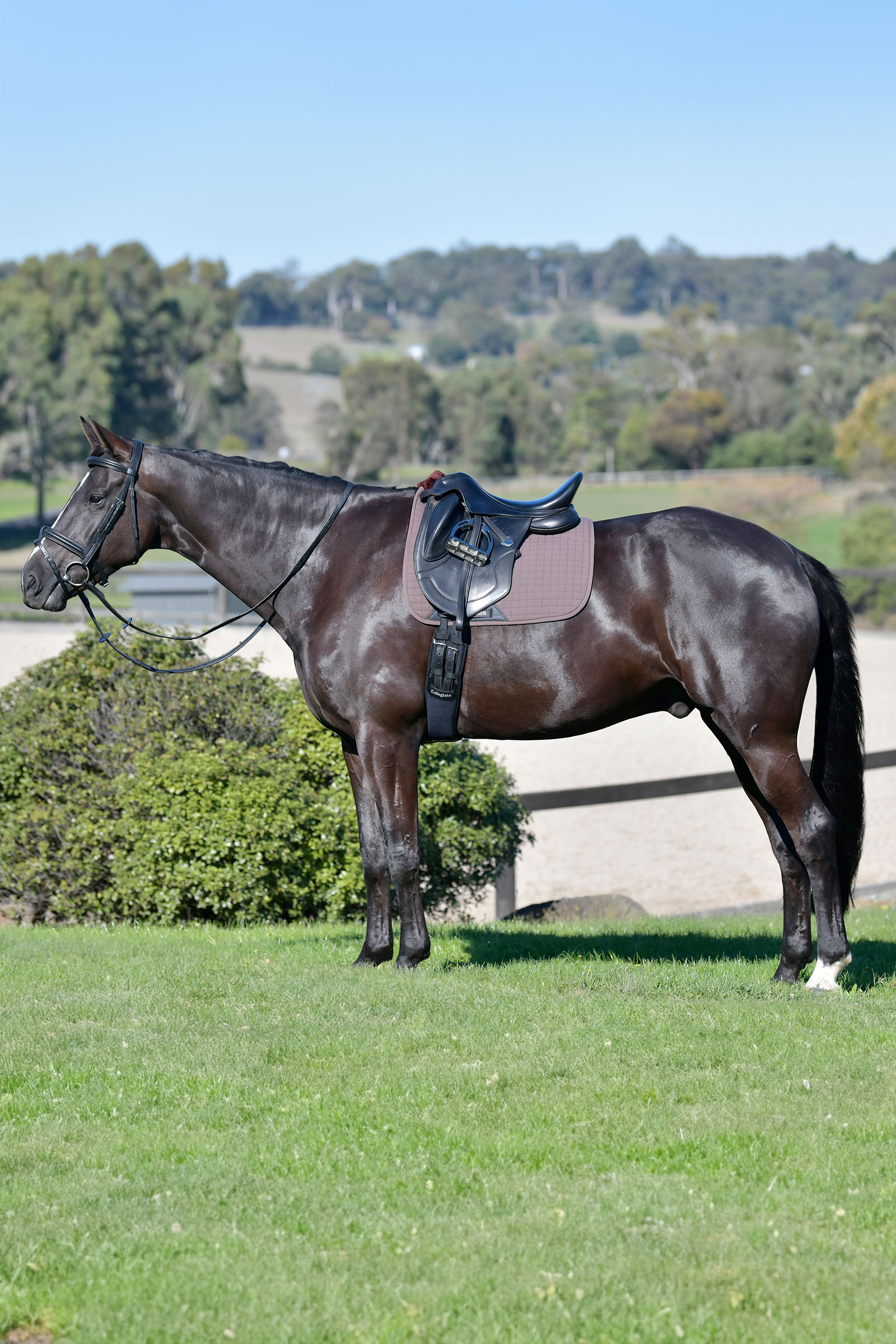 Weatherbeeta Prime Comfy Fleece Dressage Saddle Pad