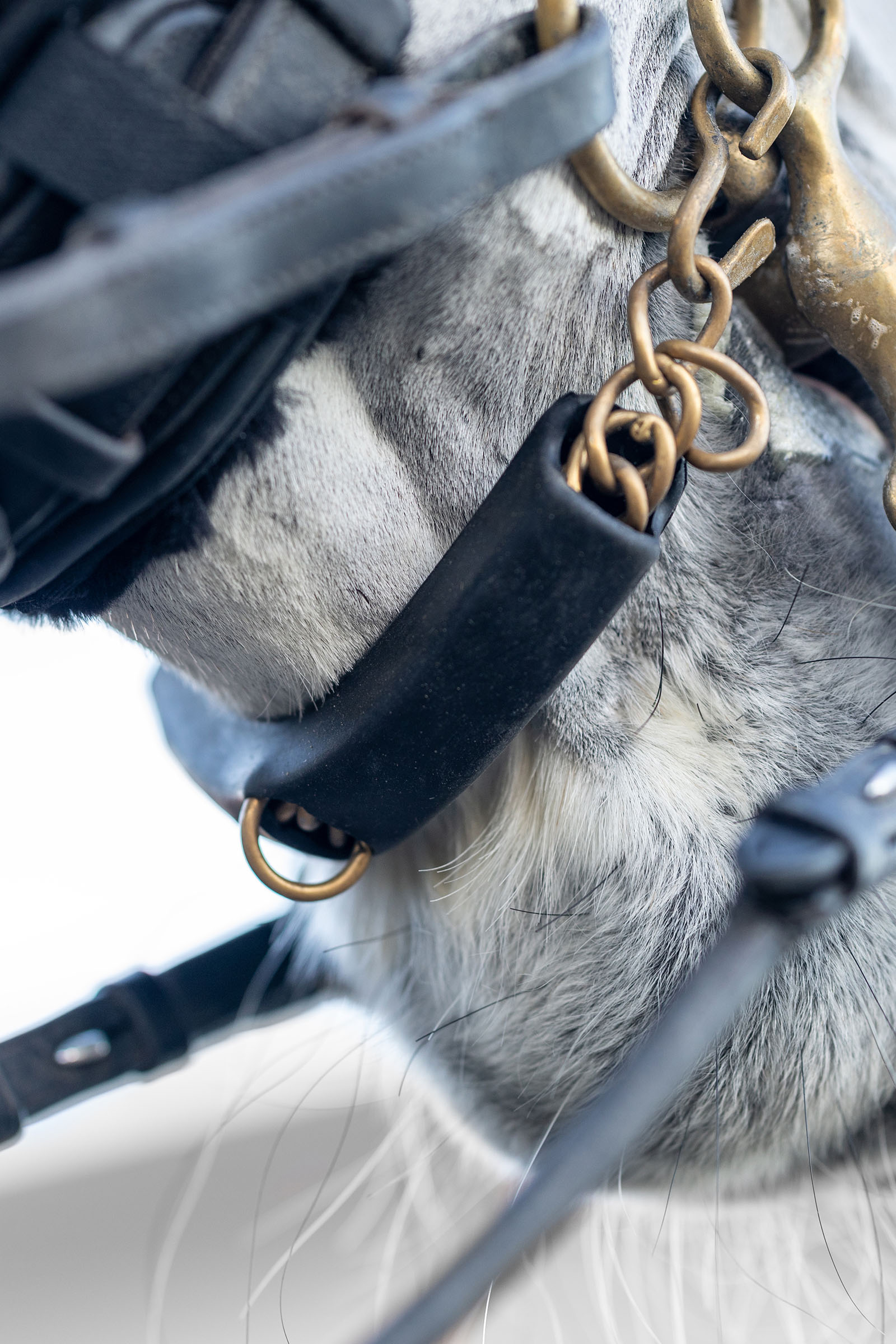 LeMieux Curb Chain Guard