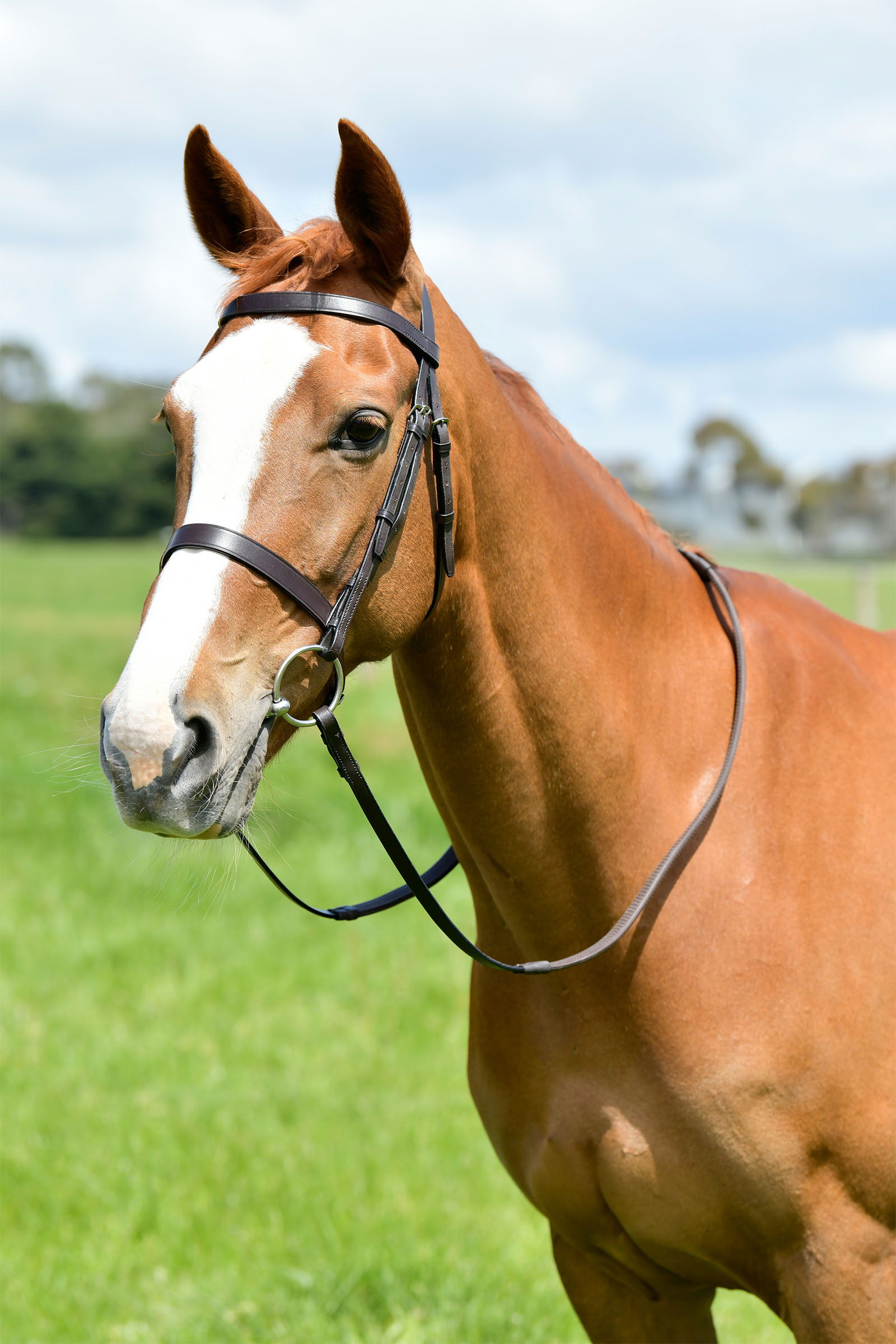 Kincade Classic Flat Hunt Bridle With Reins
