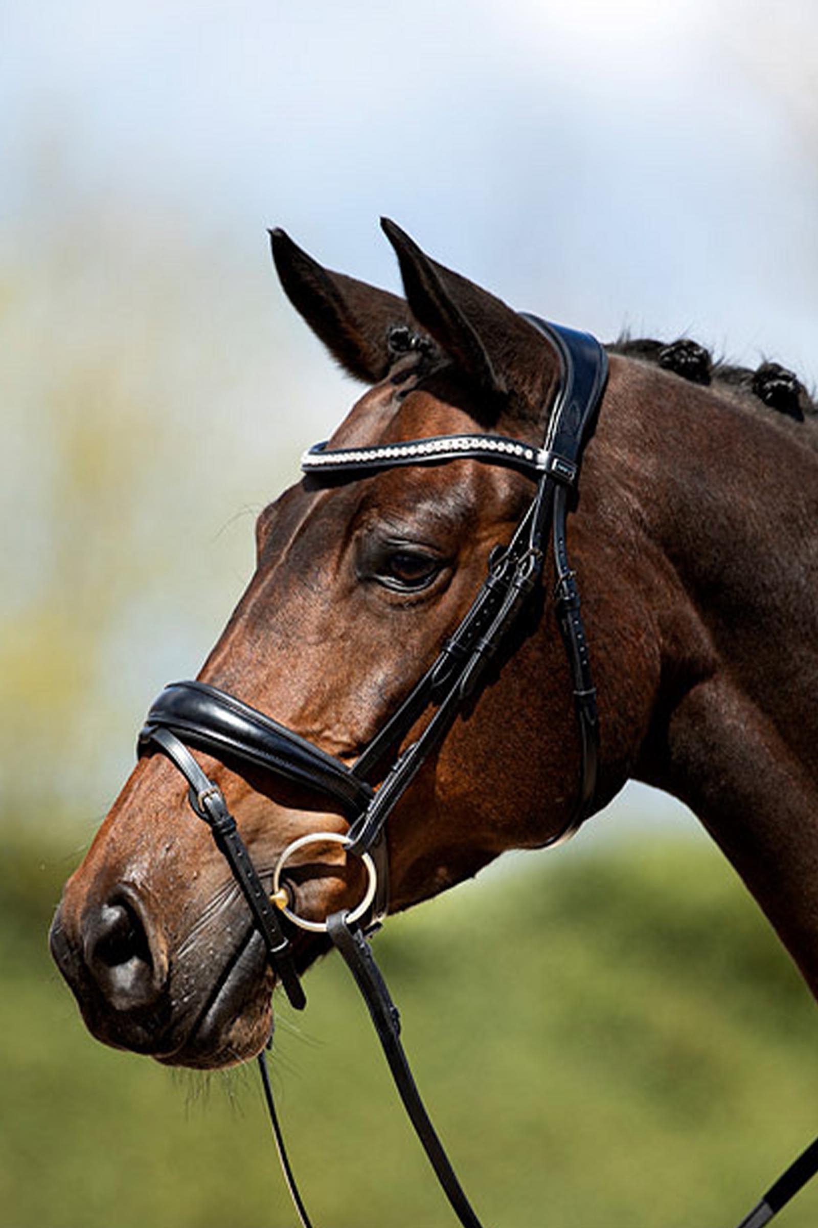 ANKY Anatomic Bridle With Flash Noseband, Padded
