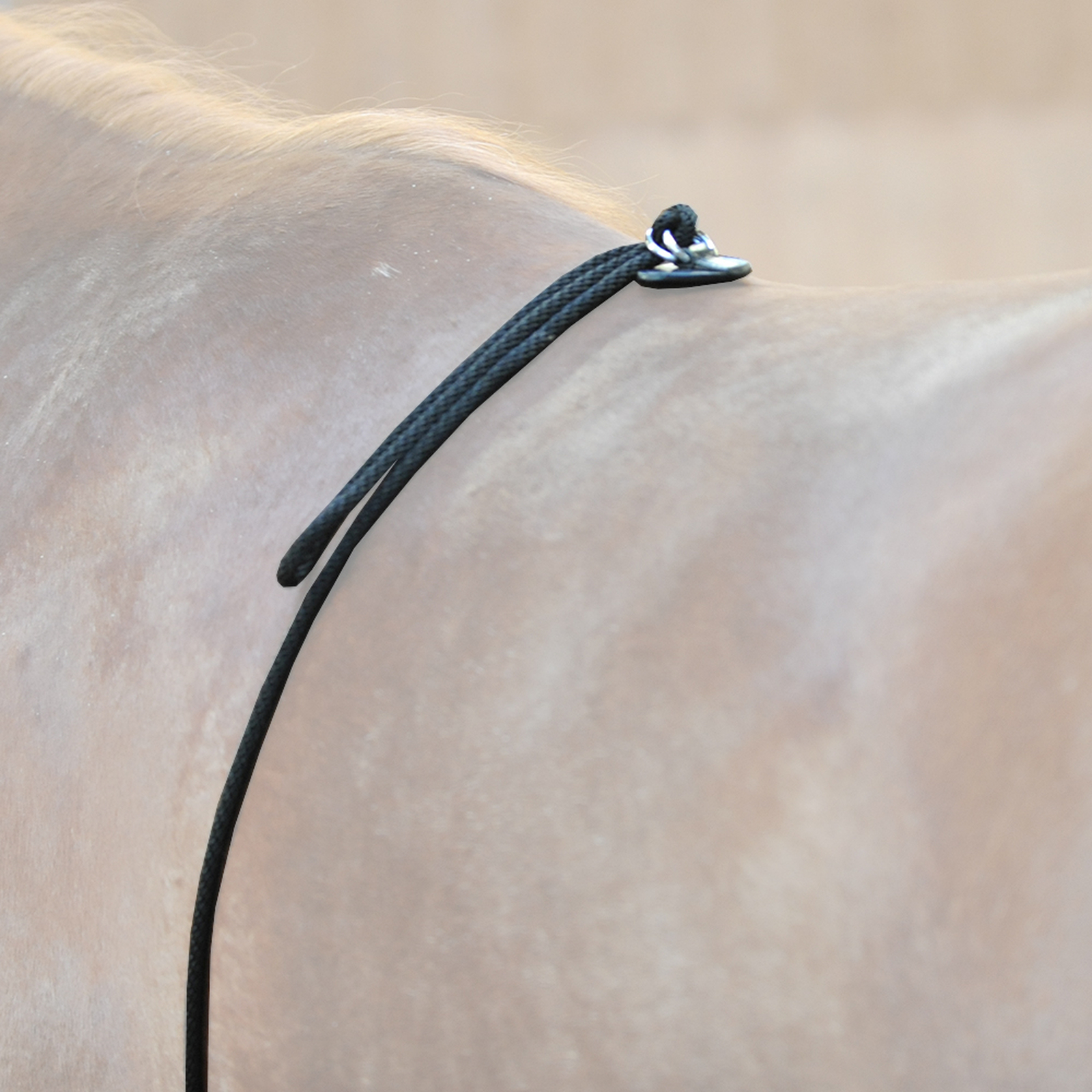 Kavalkade HO lungeing aid