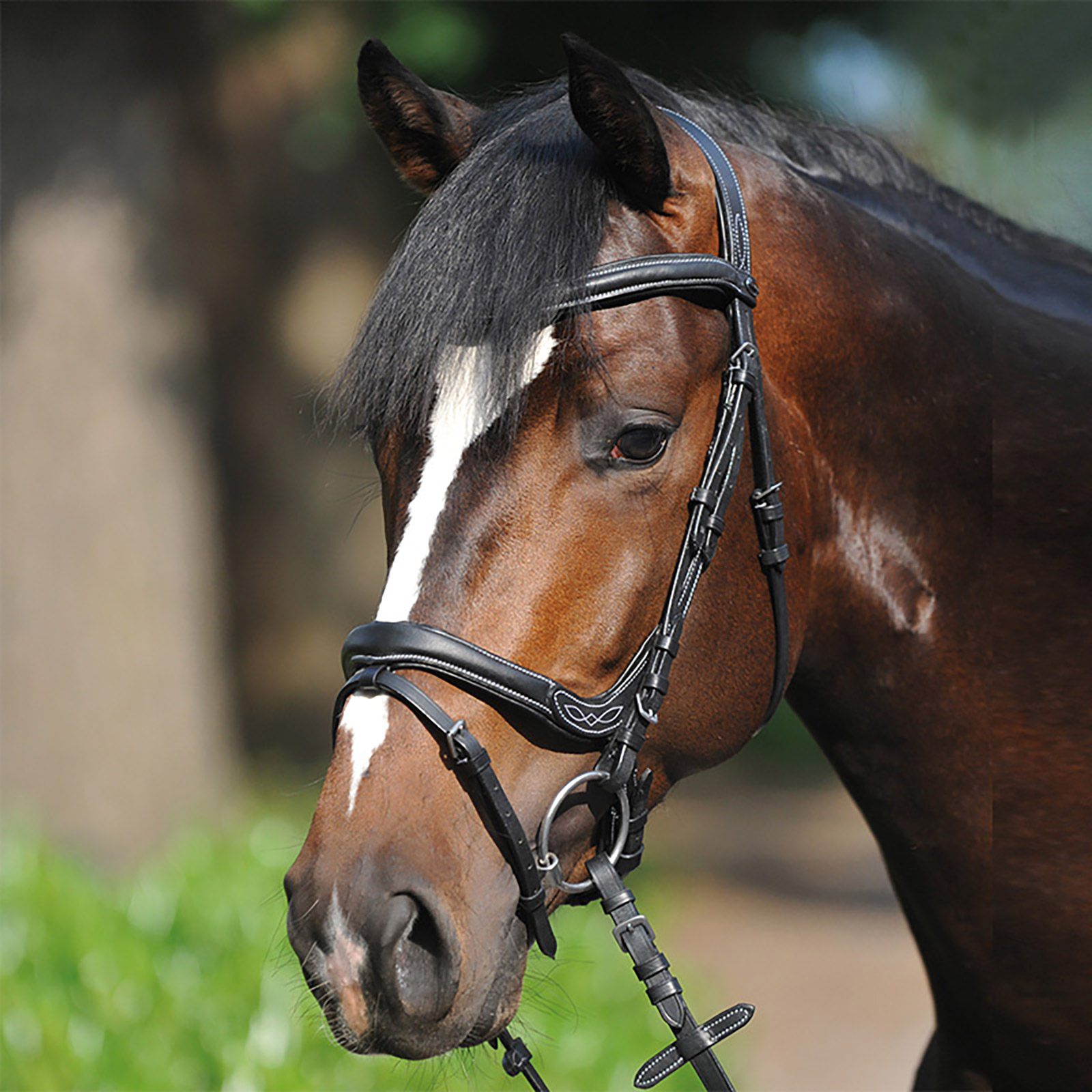 Kavalkade Bridle Ivy, noseband w/ flash
