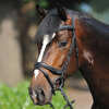 Kavalkade Bridle Ivy, noseband w/ flash