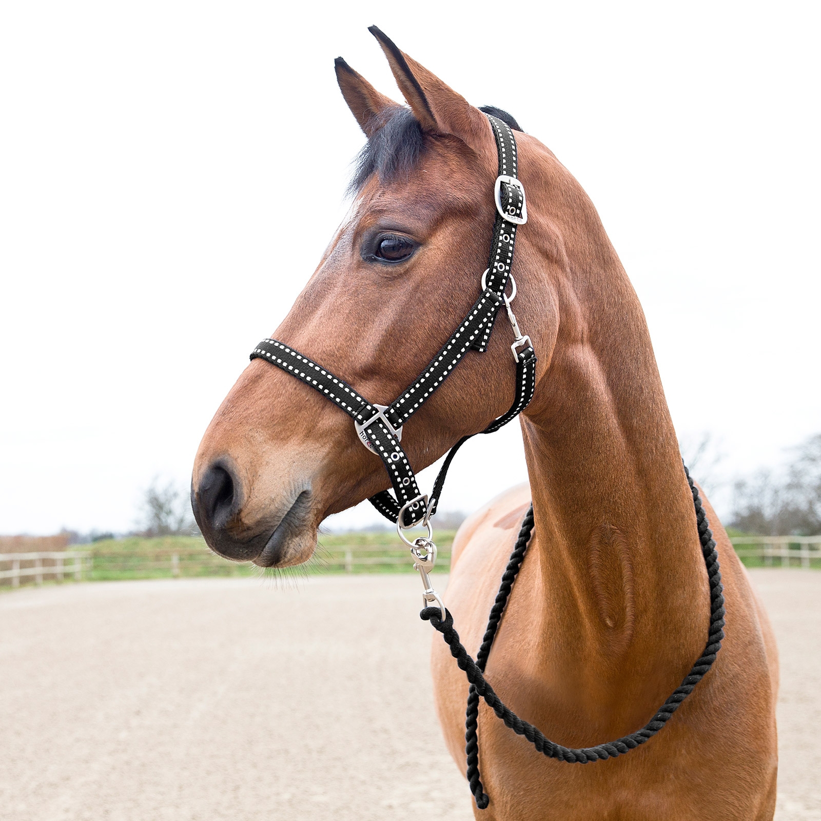 Black Horze Cooper Halter and Lead Set