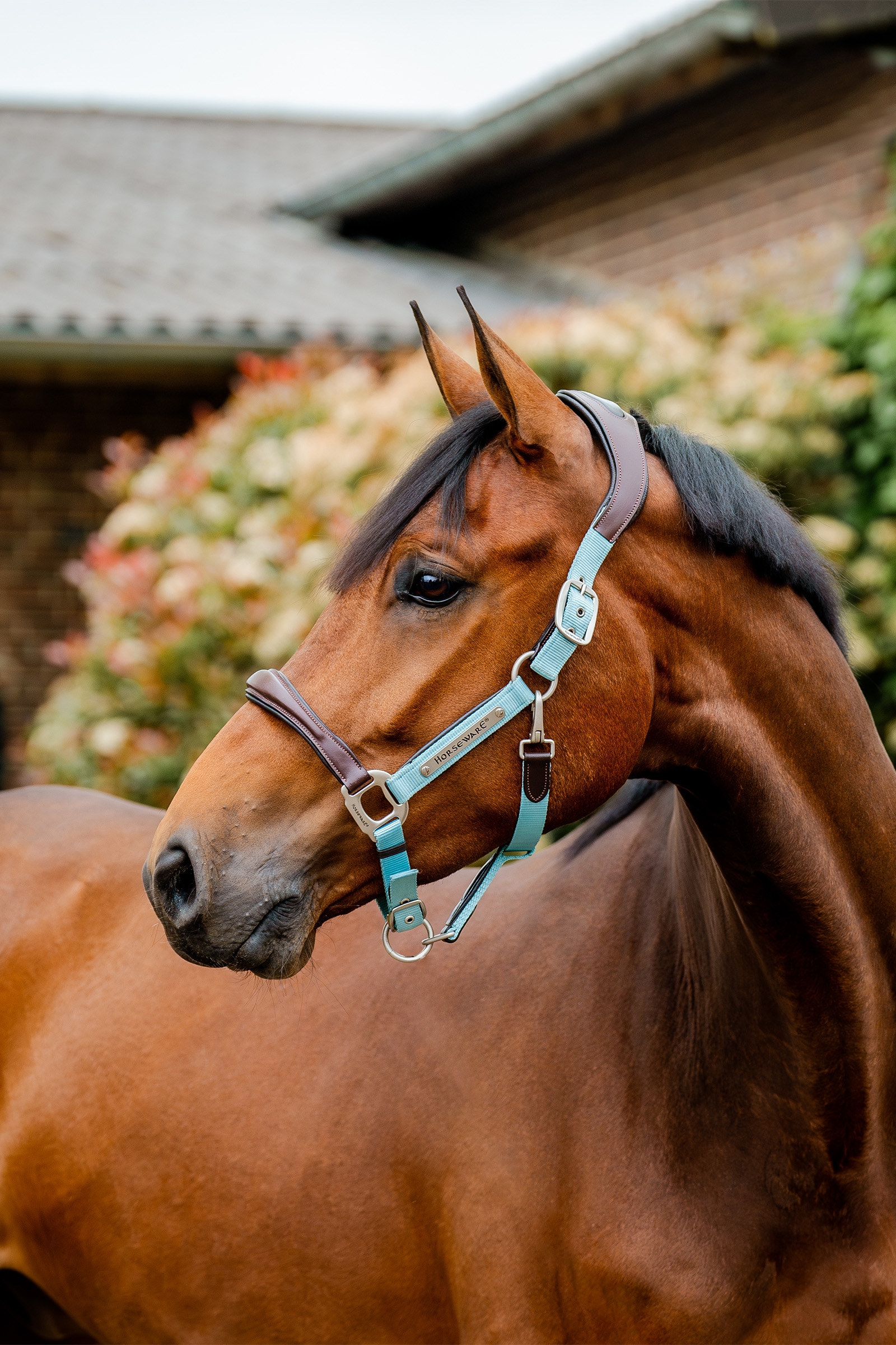 Brown/Blue Haze Horseware Signature Competition Headcollar