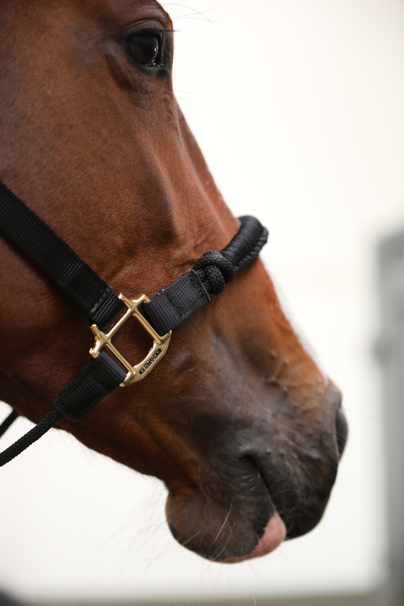 Kentucky Horsewear Control Halter