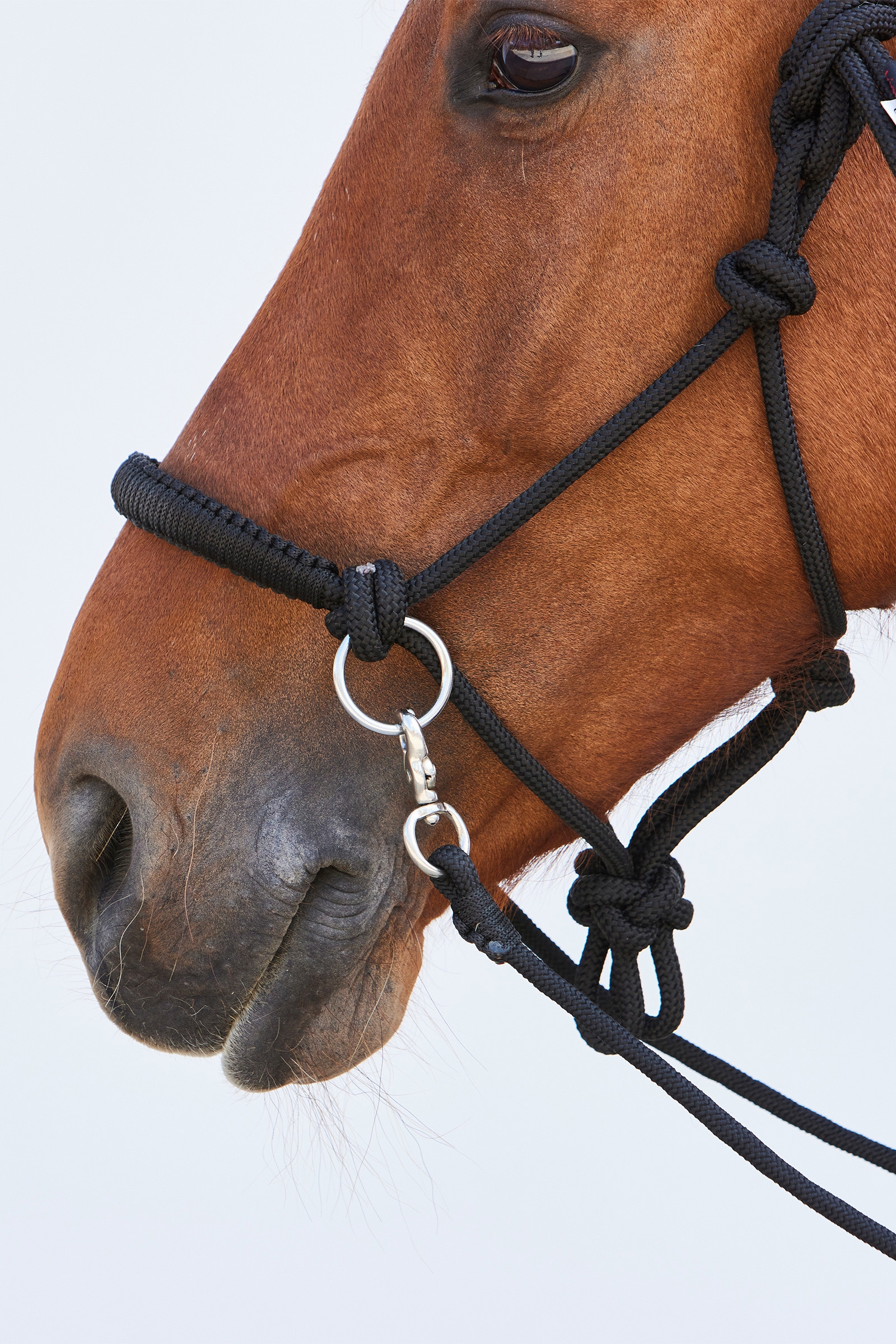 Kieffer Ruby Rope Halter