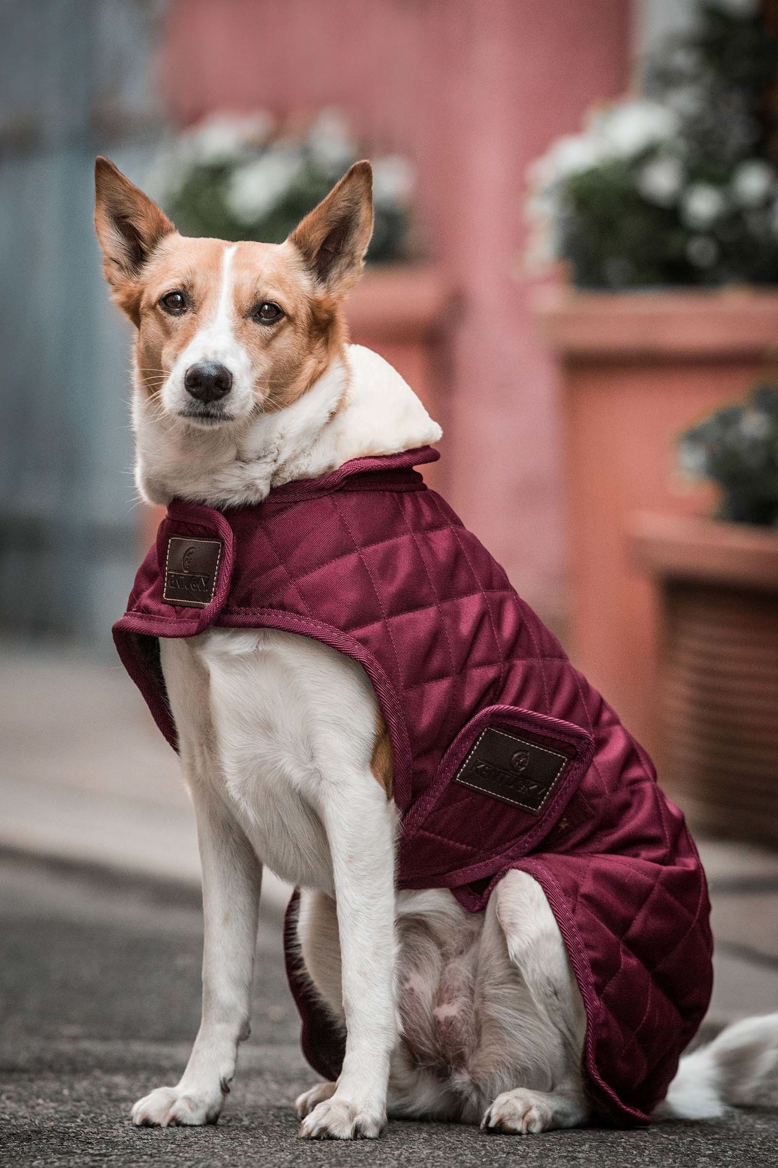 Dark Red Kentucky Dogwear Dog Coat Waterproof