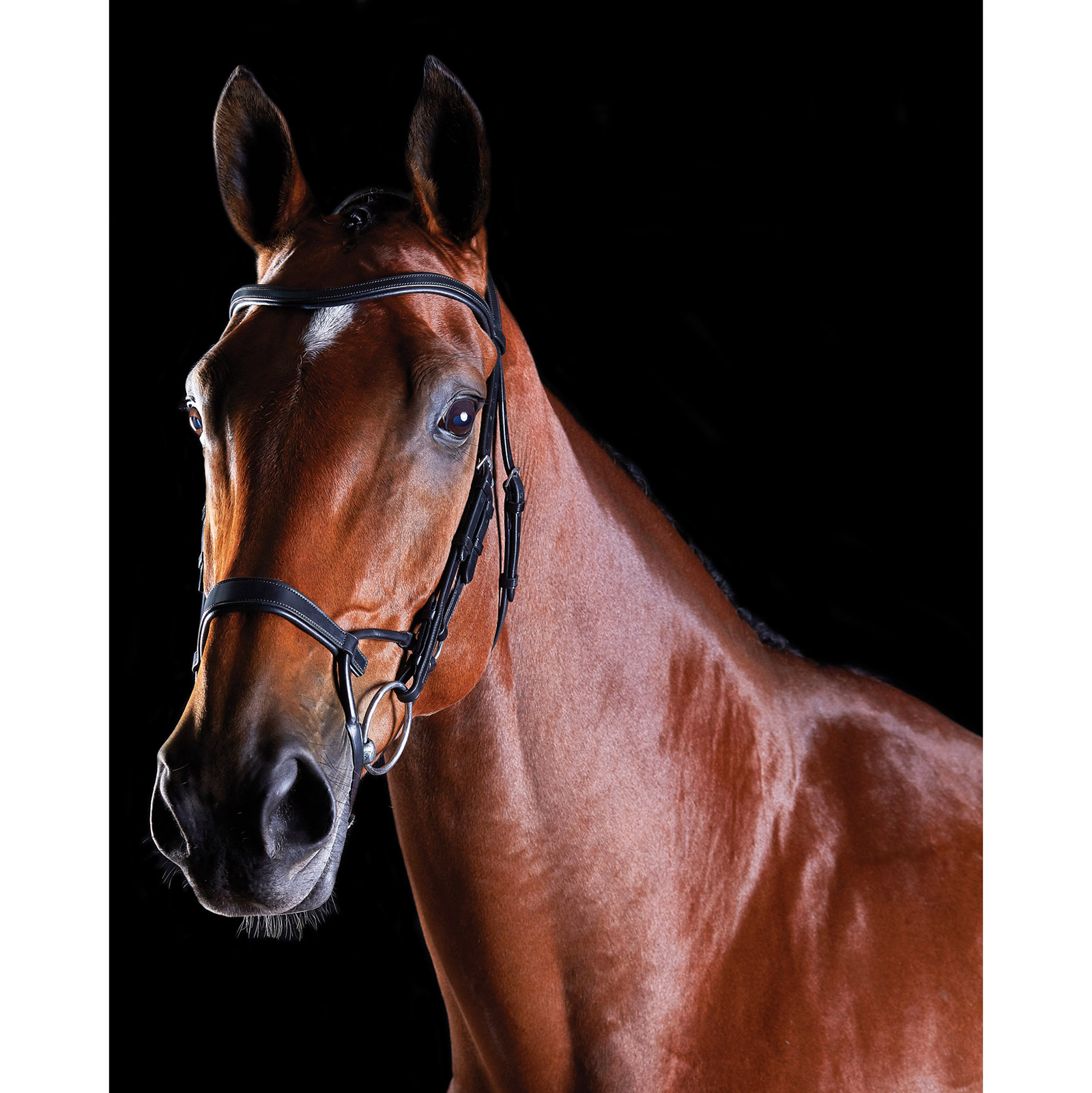 Collegiate ComFiTec Training Bridle