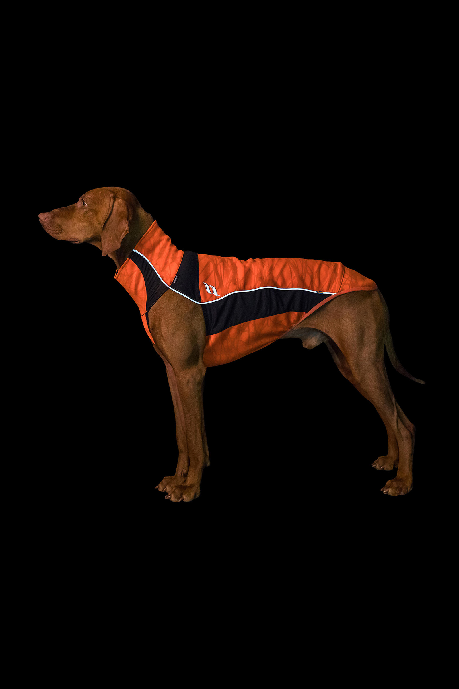 Back on Track Eddie High-Visibility Jumper, 40-45cm
