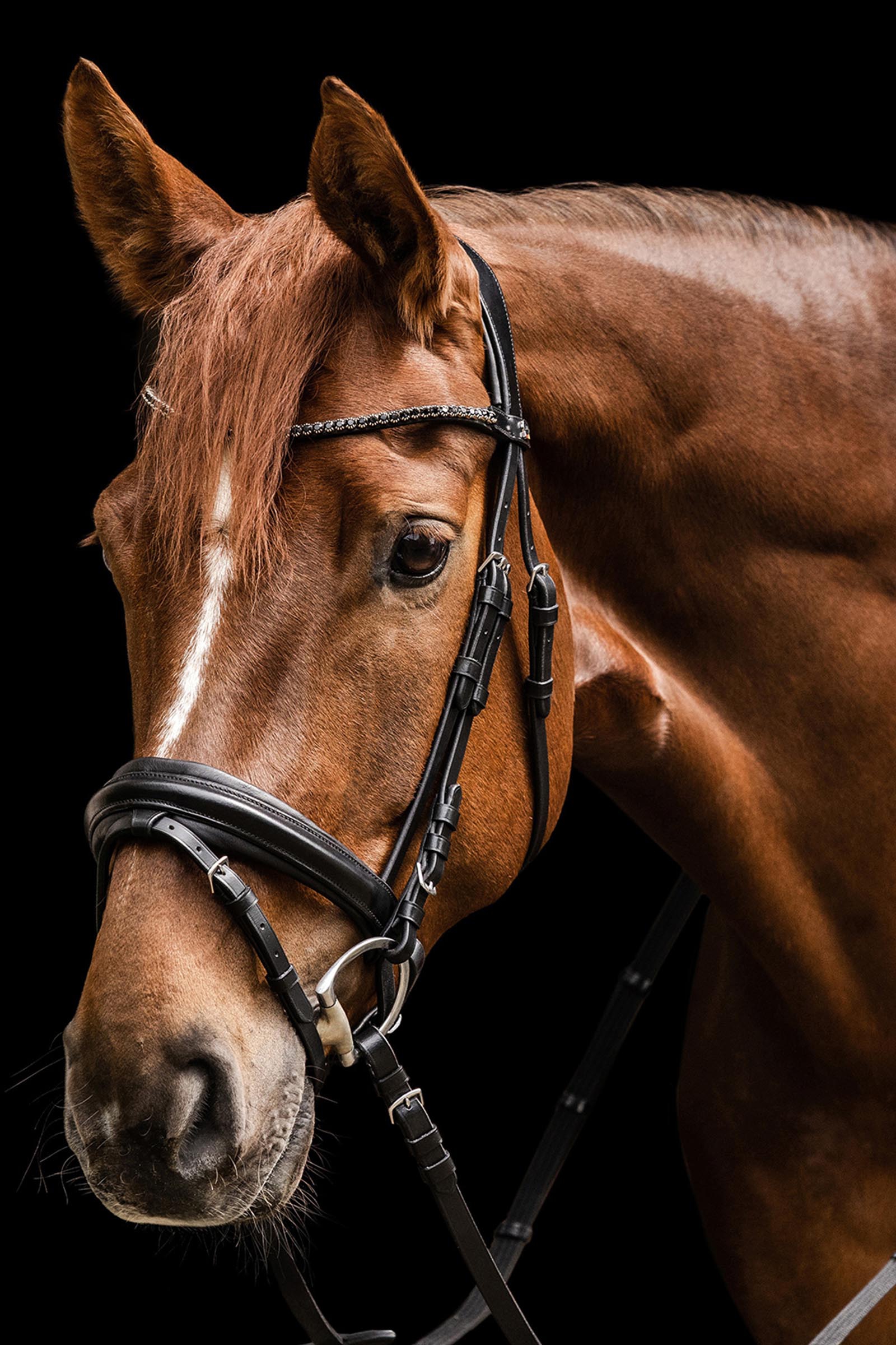 Waldhausen X-Line Favourite Bridle