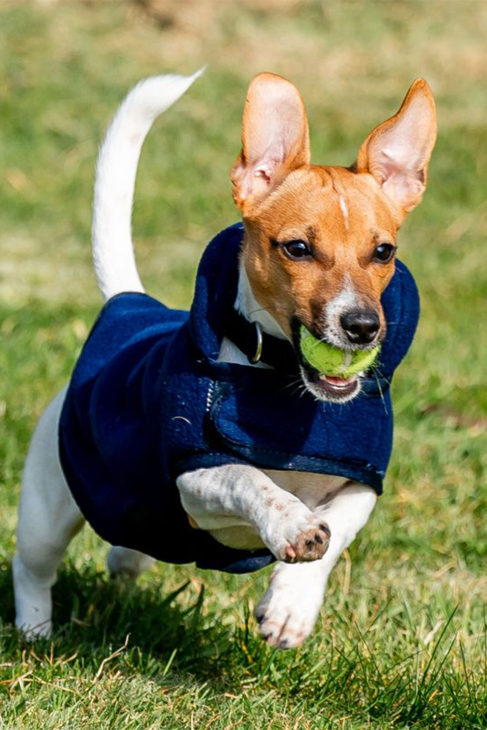 Horseware Signature Dog Fleece