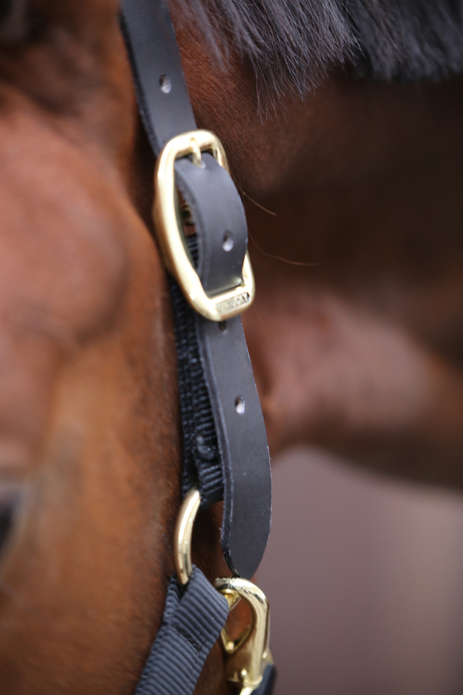 Kentucky Horsewear Control Halter