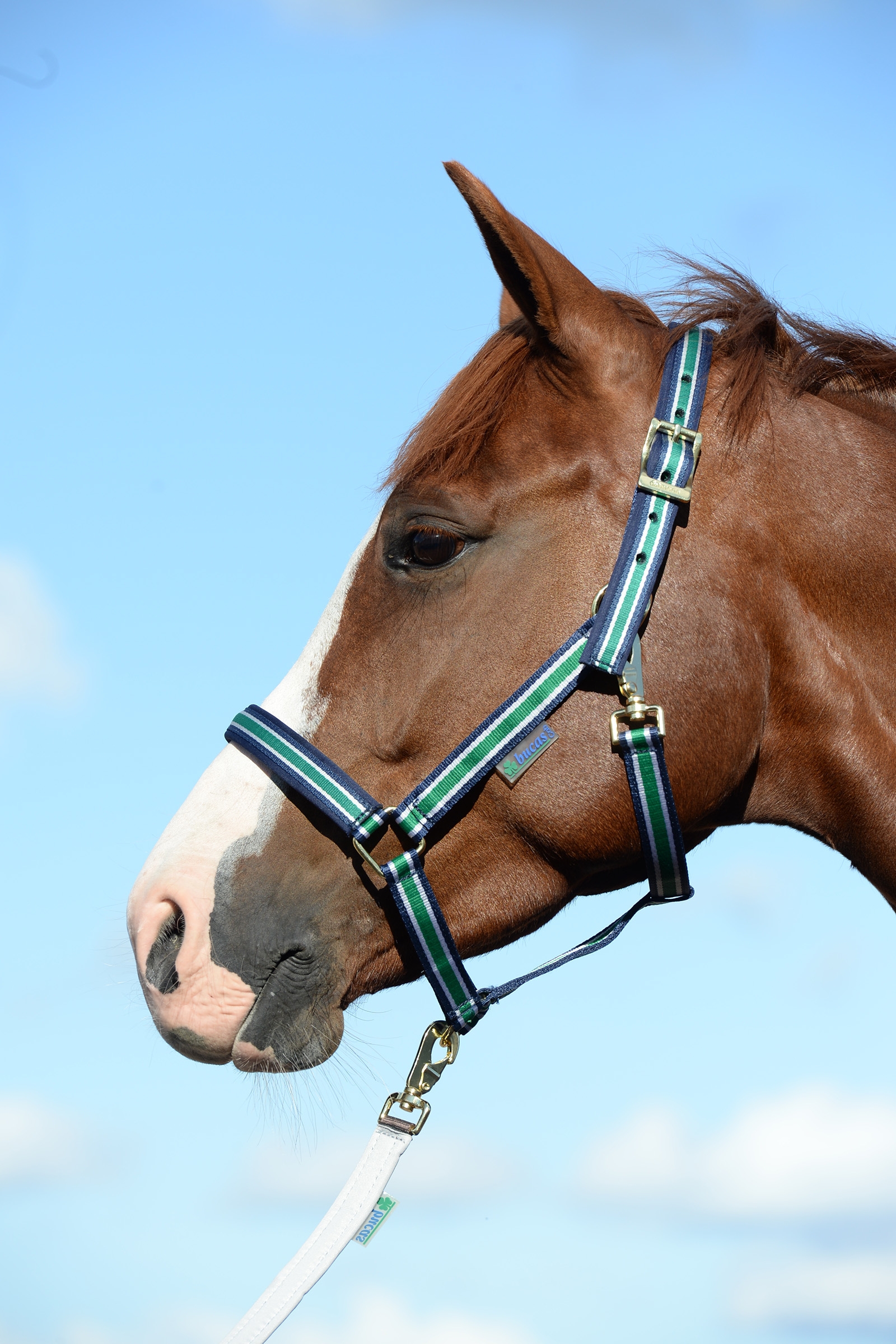 Off-White/Dark Blue Bucas Dublin Padded Luxury Halter