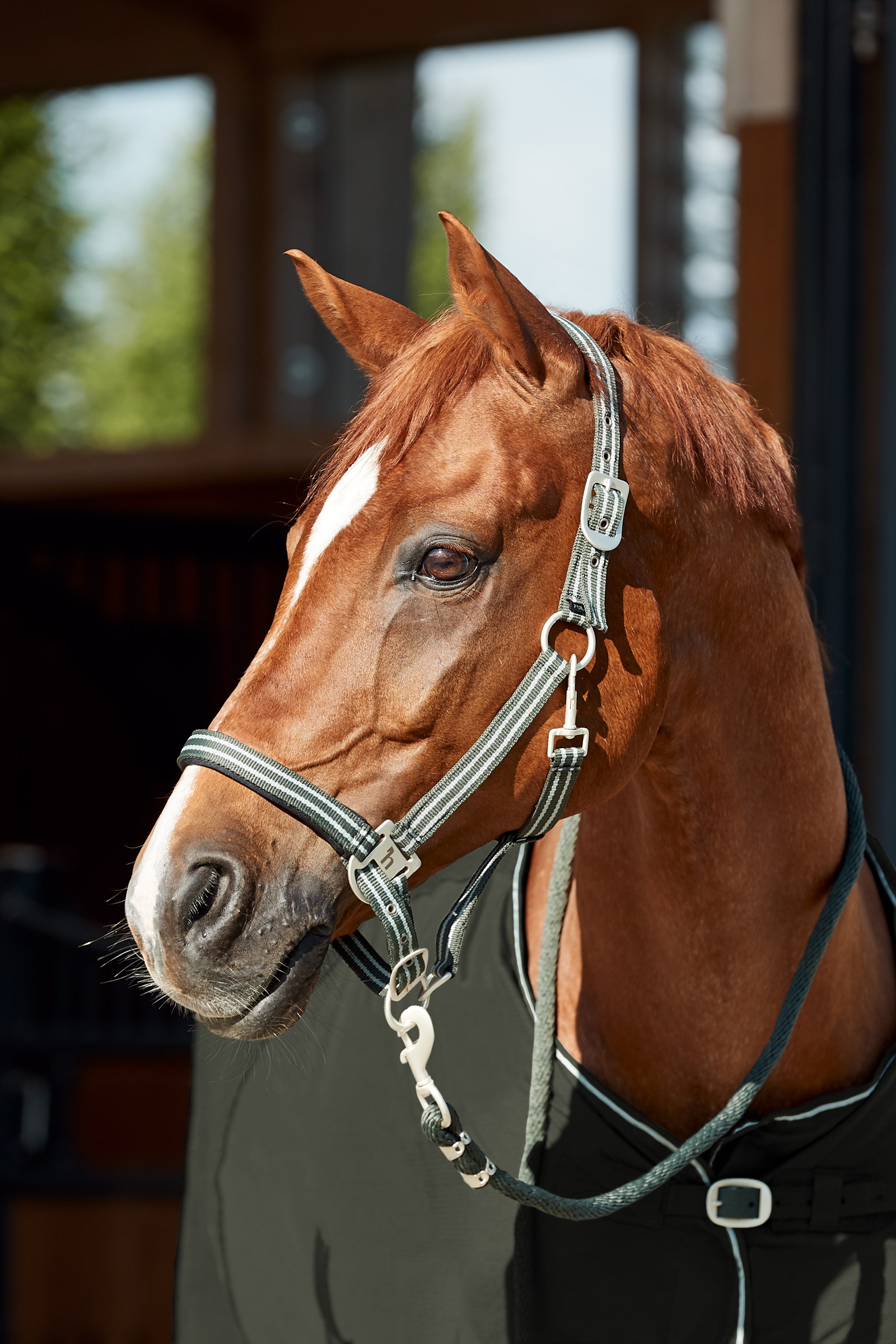 Horze Bari Halter & Lead Set