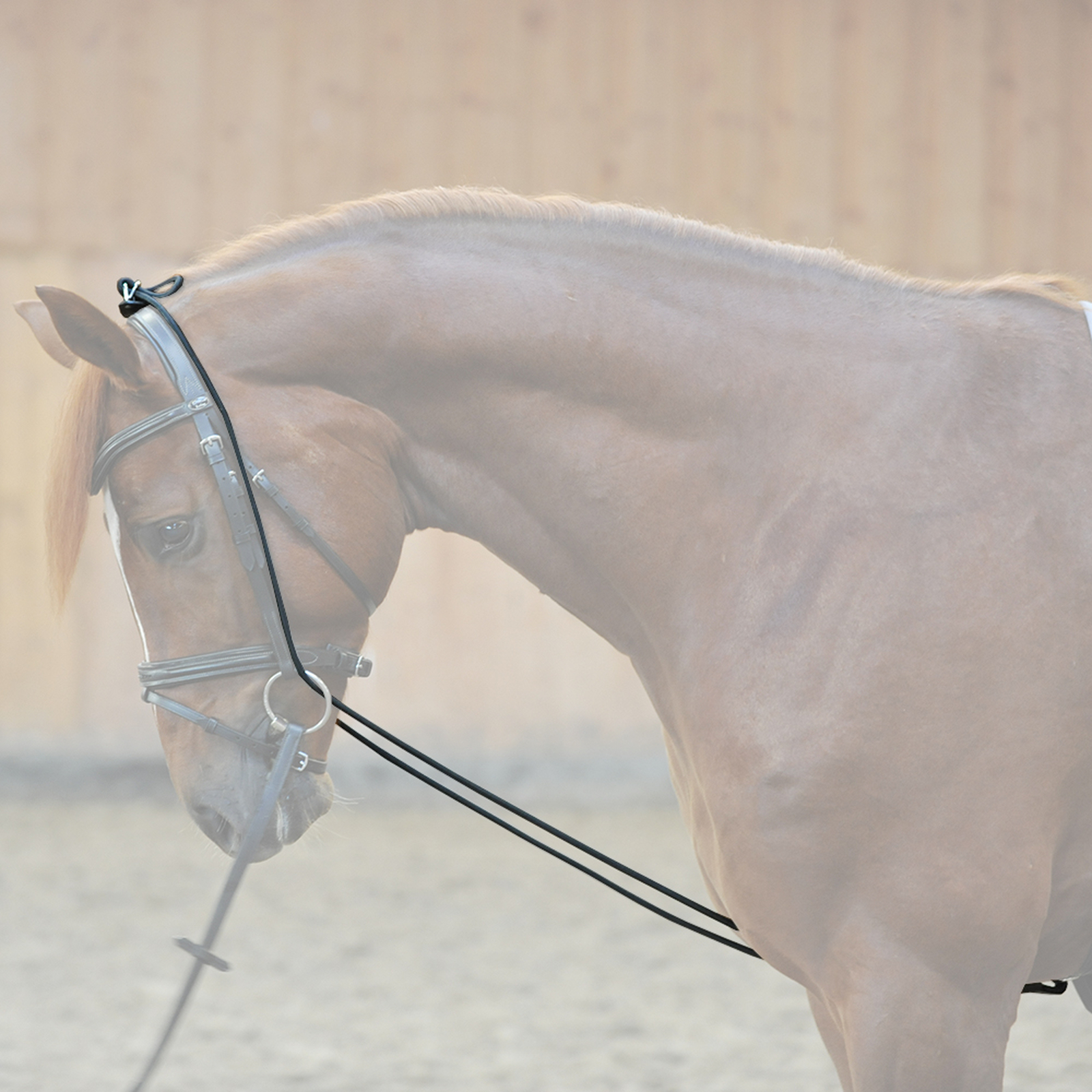 Kavalkade Bungie, elastic