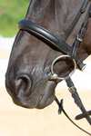 Kieffer Ultrasoft&reg; Sue Bridle