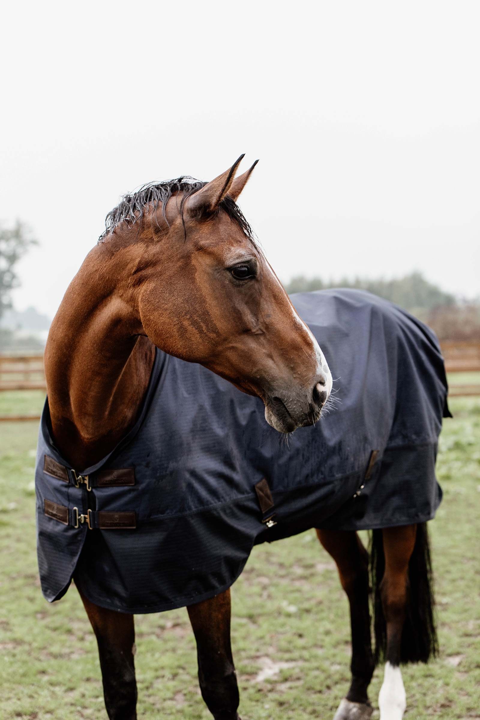 Kentucky Horsewear Turnout Rug All Weather, 300g