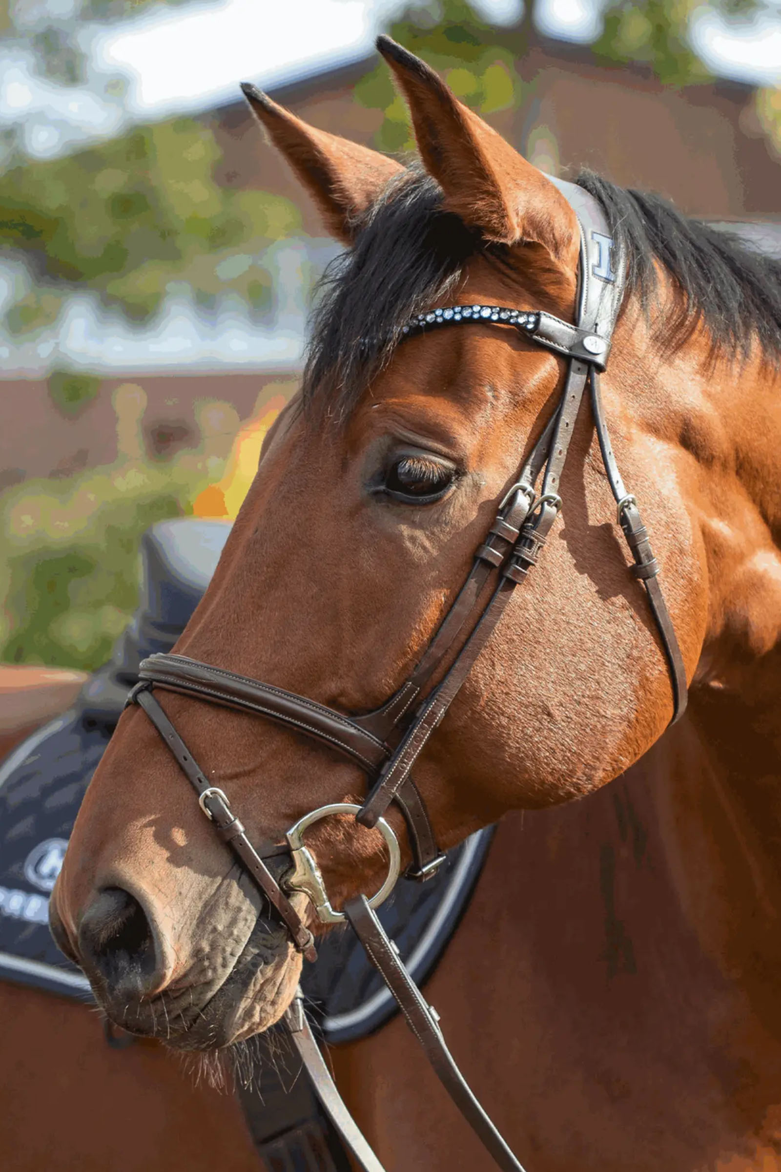 Sprenger Novocontact Eggbutt Bit 14mm Single Jointed Sensogan D-Shaped Rings