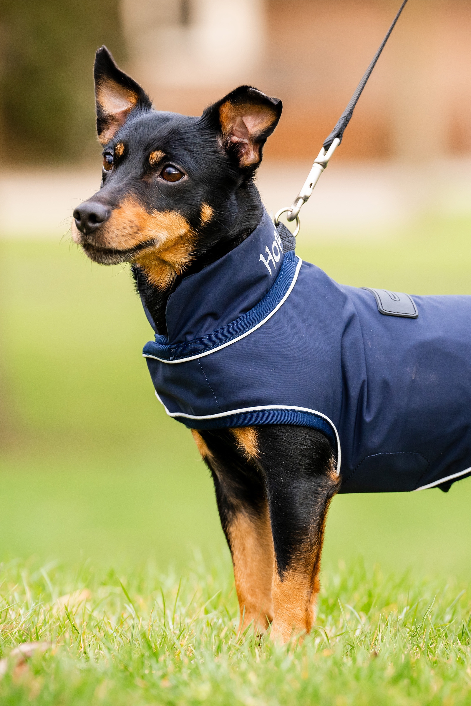 Horseware Signature Dog Rain Coat
