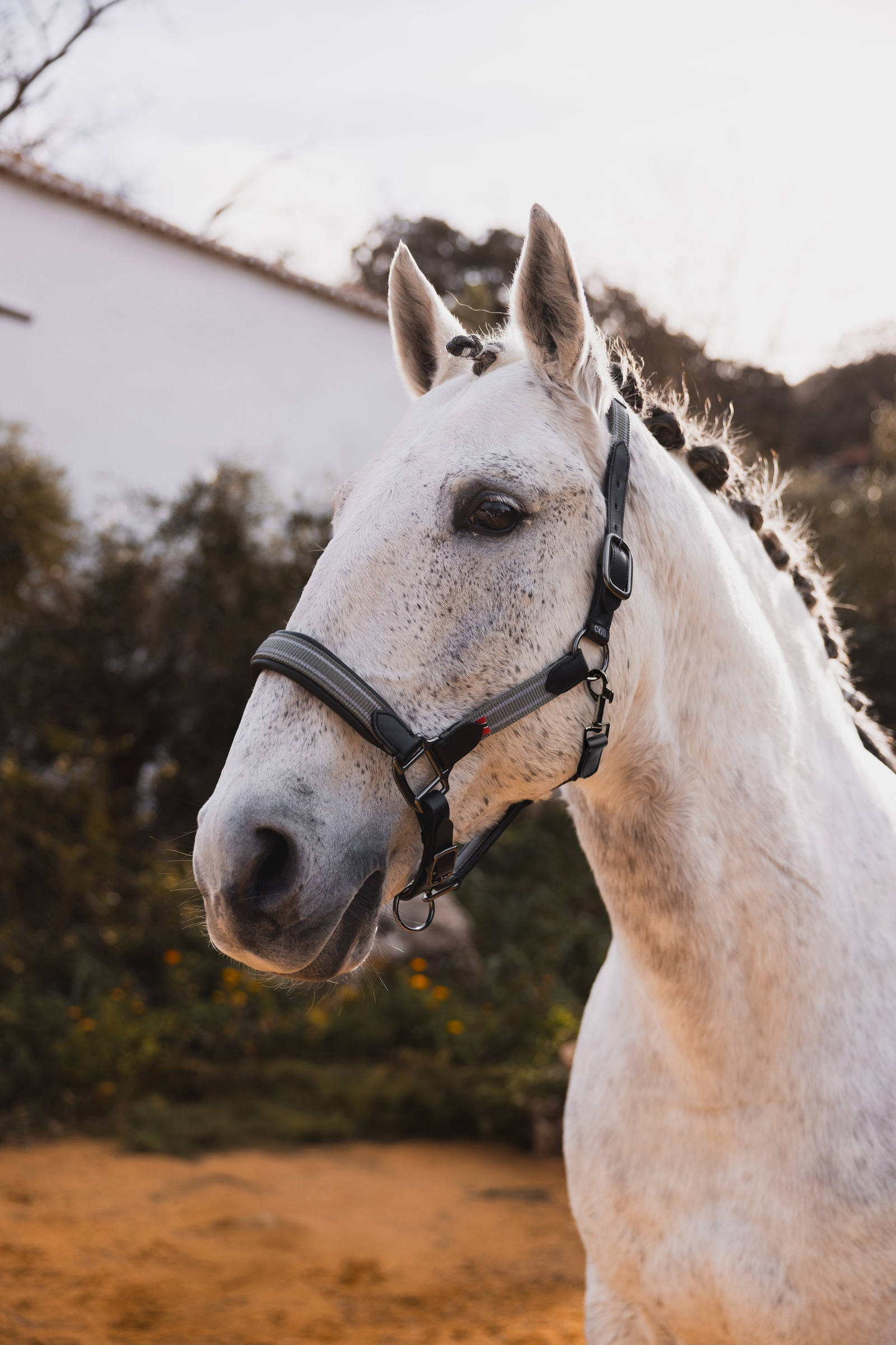 B Vertigo Lennox Leather Halter
