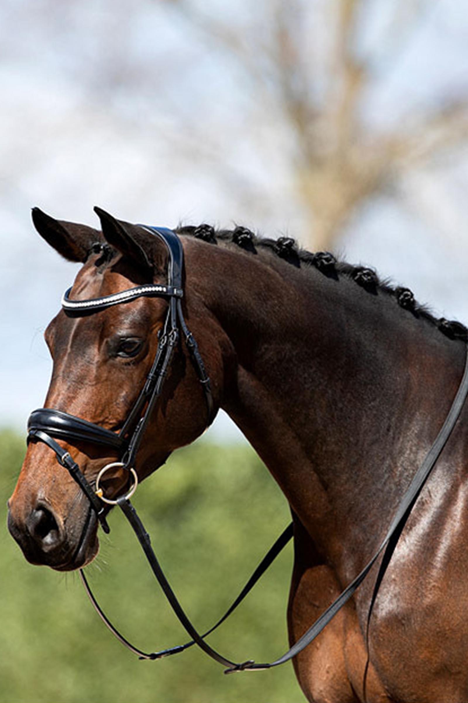 ANKY Anatomic Bridle With Flash Noseband, Padded