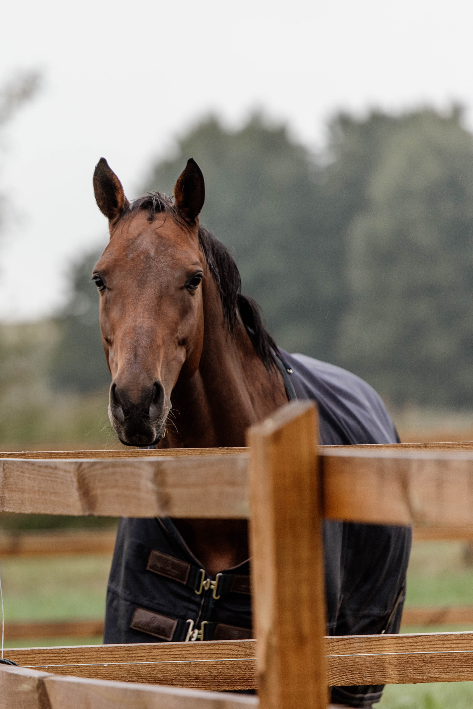 Kentucky Horsewear Turnout Rug All Weather, 300g