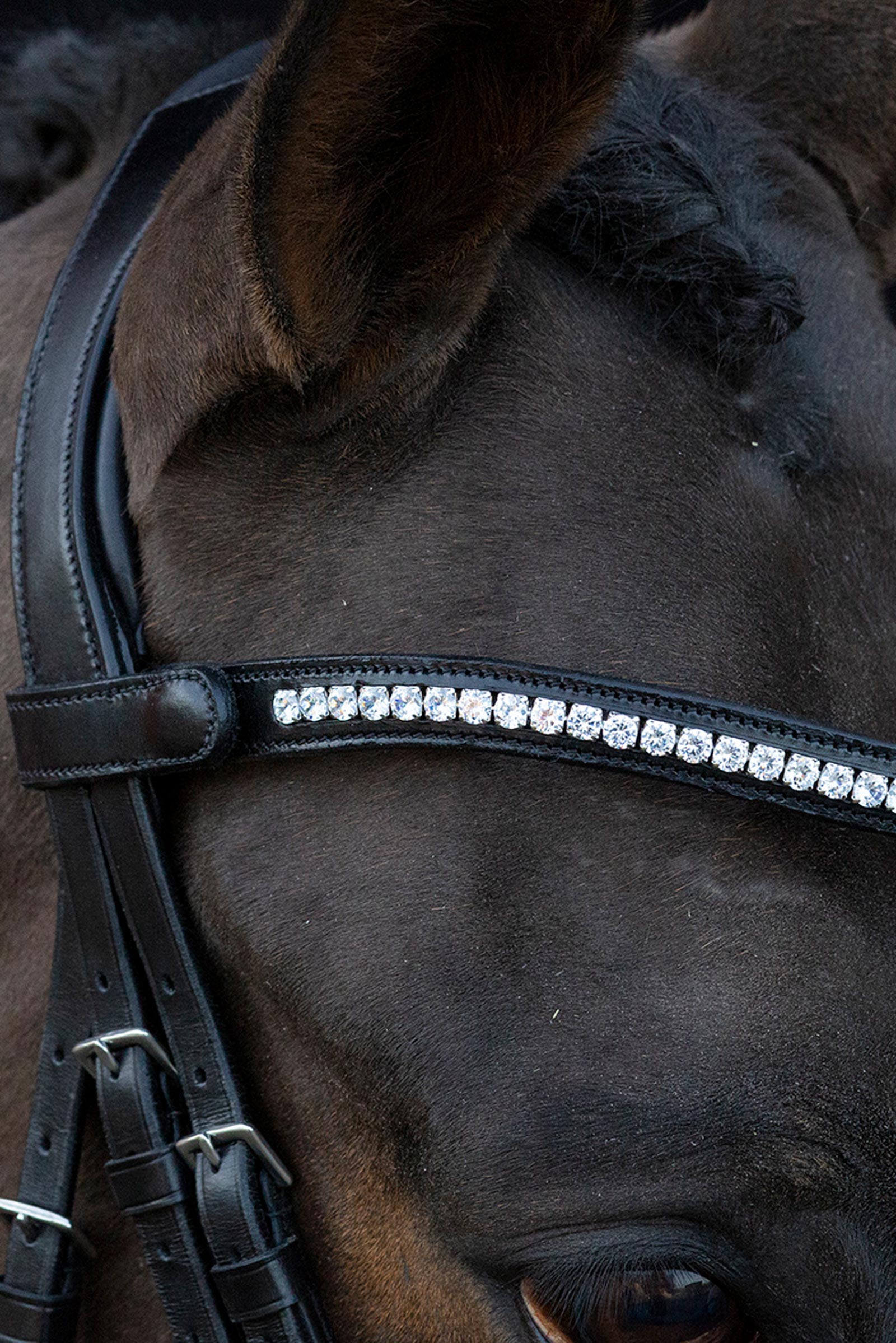 Schockemöhle Sports Charleston Bridle