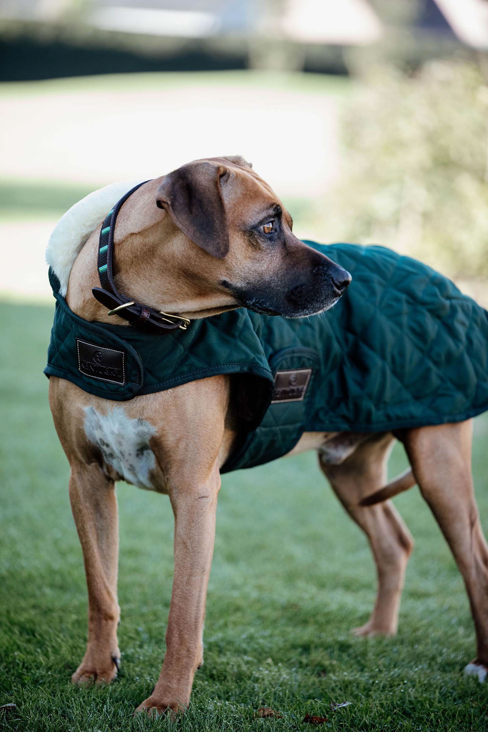 Dark Green Kentucky Dogwear Dog Coat Waterproof