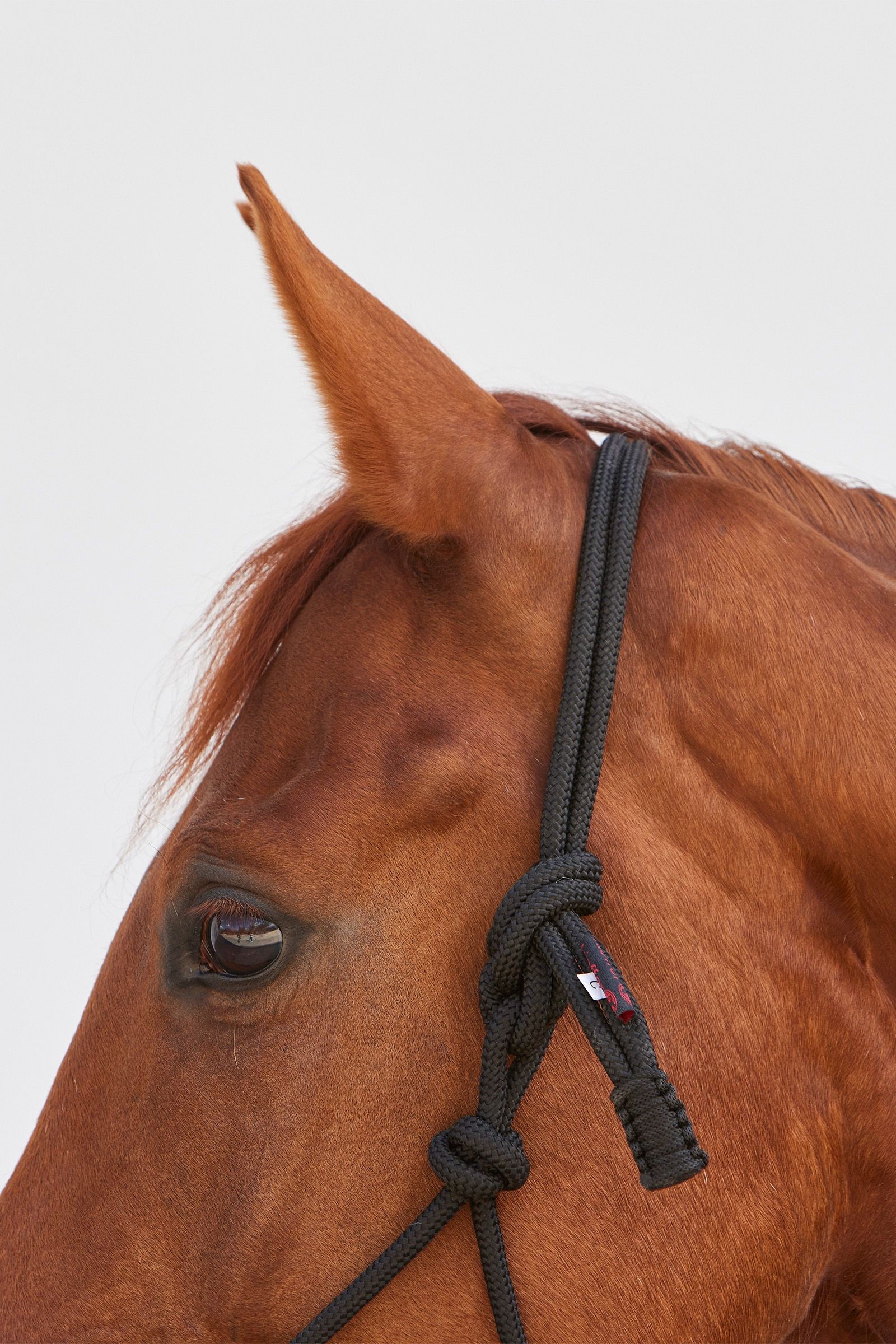 Kieffer Ruby Rope Halter