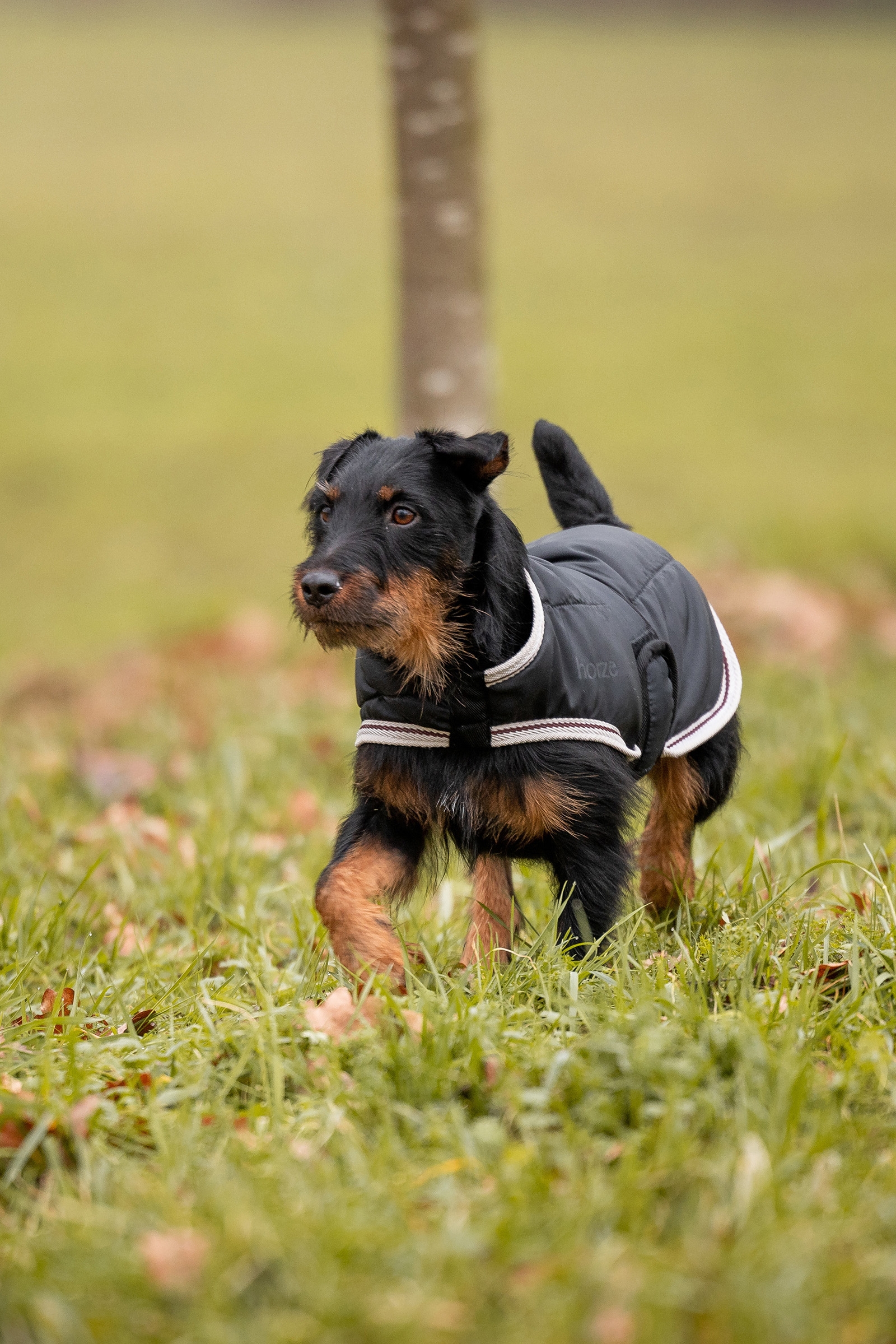 Horze Sudbury 2-in-1 Dog Rug, 0g, 100g